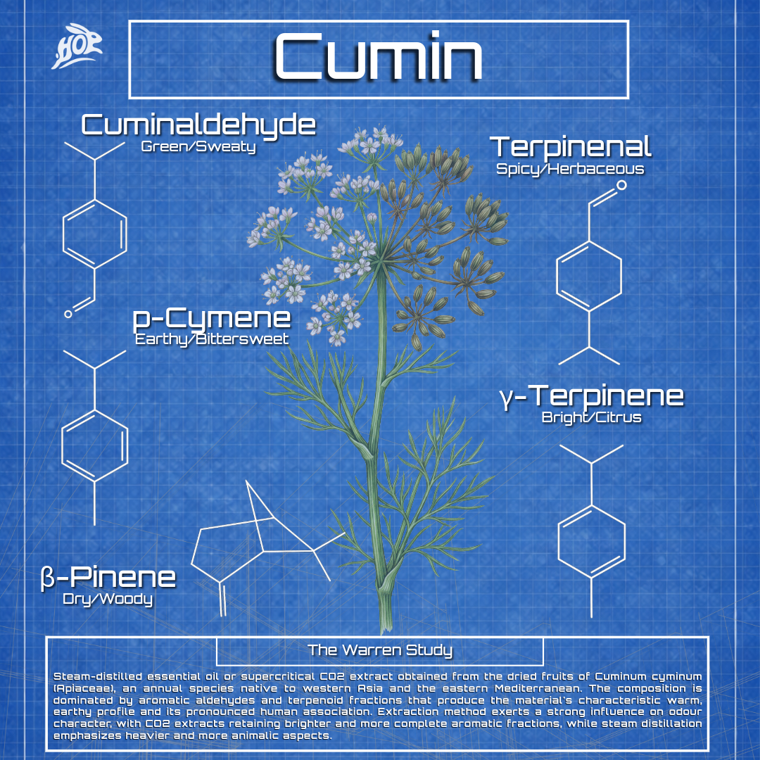 Cumin- Cuminum Cyminum