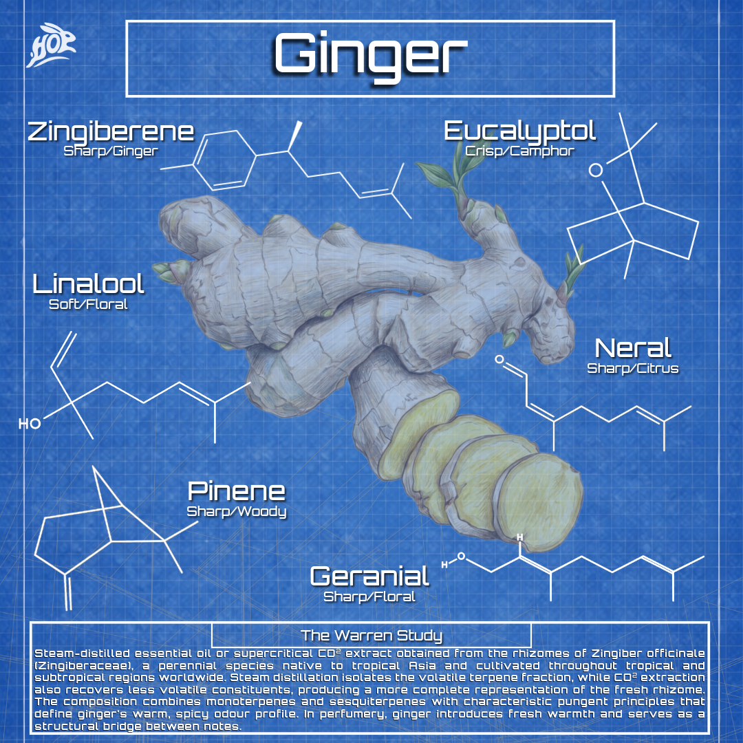 Ginger - Zingiber officinale