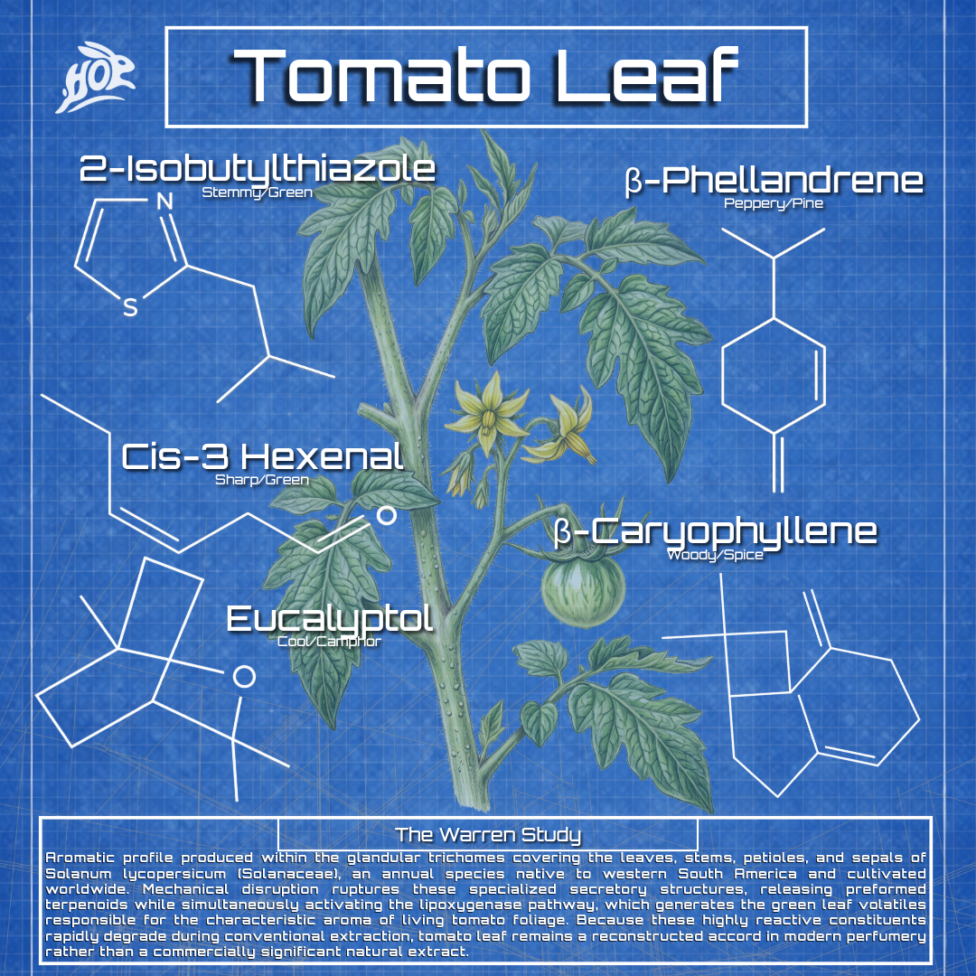 Tomato Leaf - Solanum lycopersicum