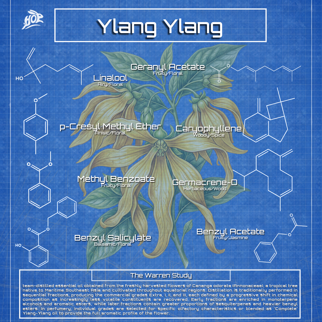 Ylang-Ylang — Cananga odorata