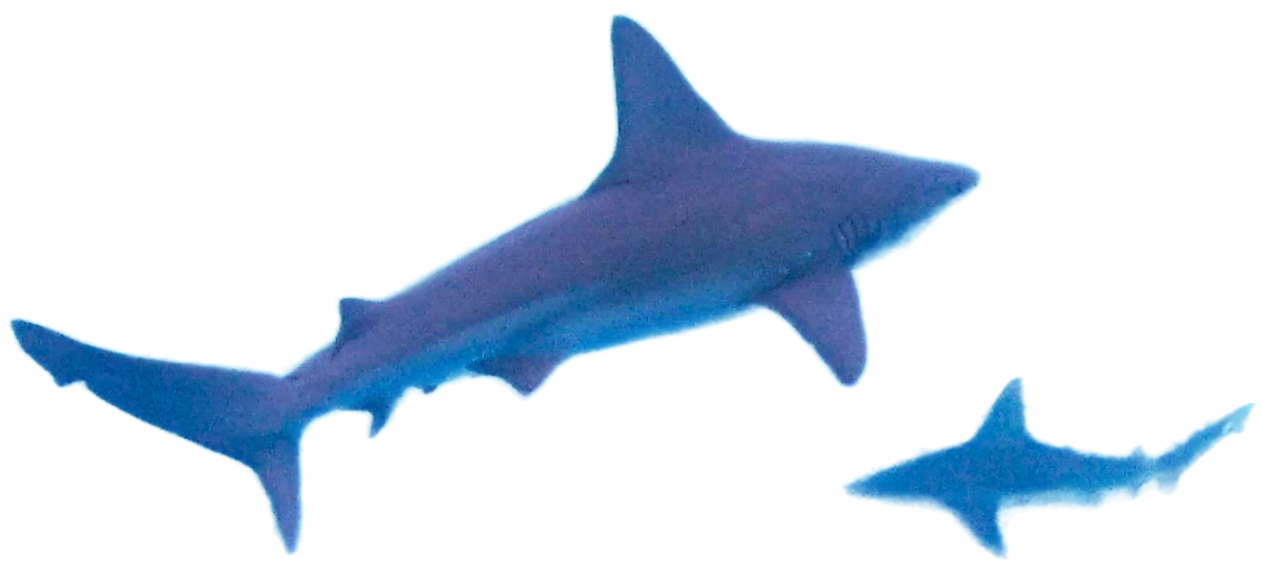 Two blue sharks, one large and one small, swimming against a transparent background.