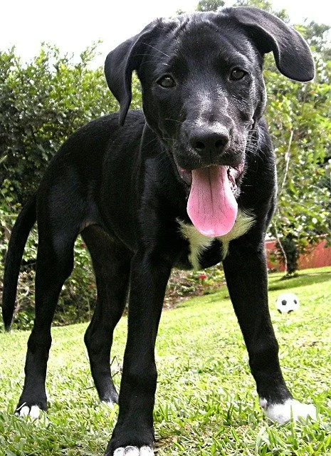 labrador-retriever-2548_640.jpg