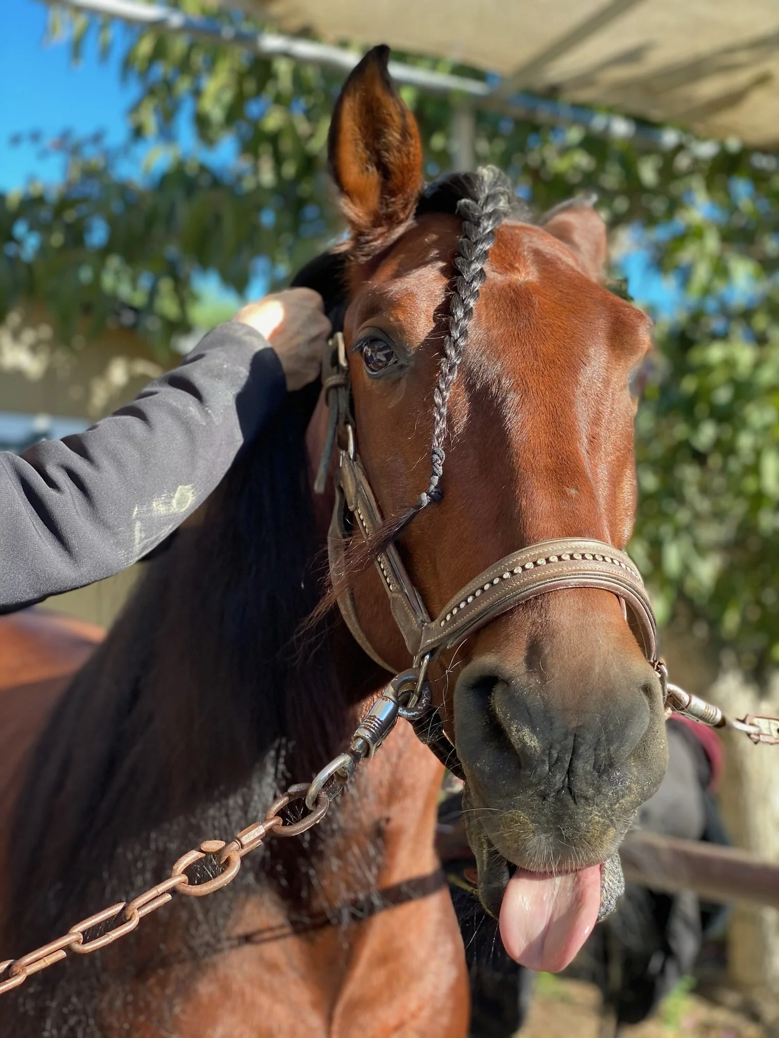 Red Raspberries.jpeg