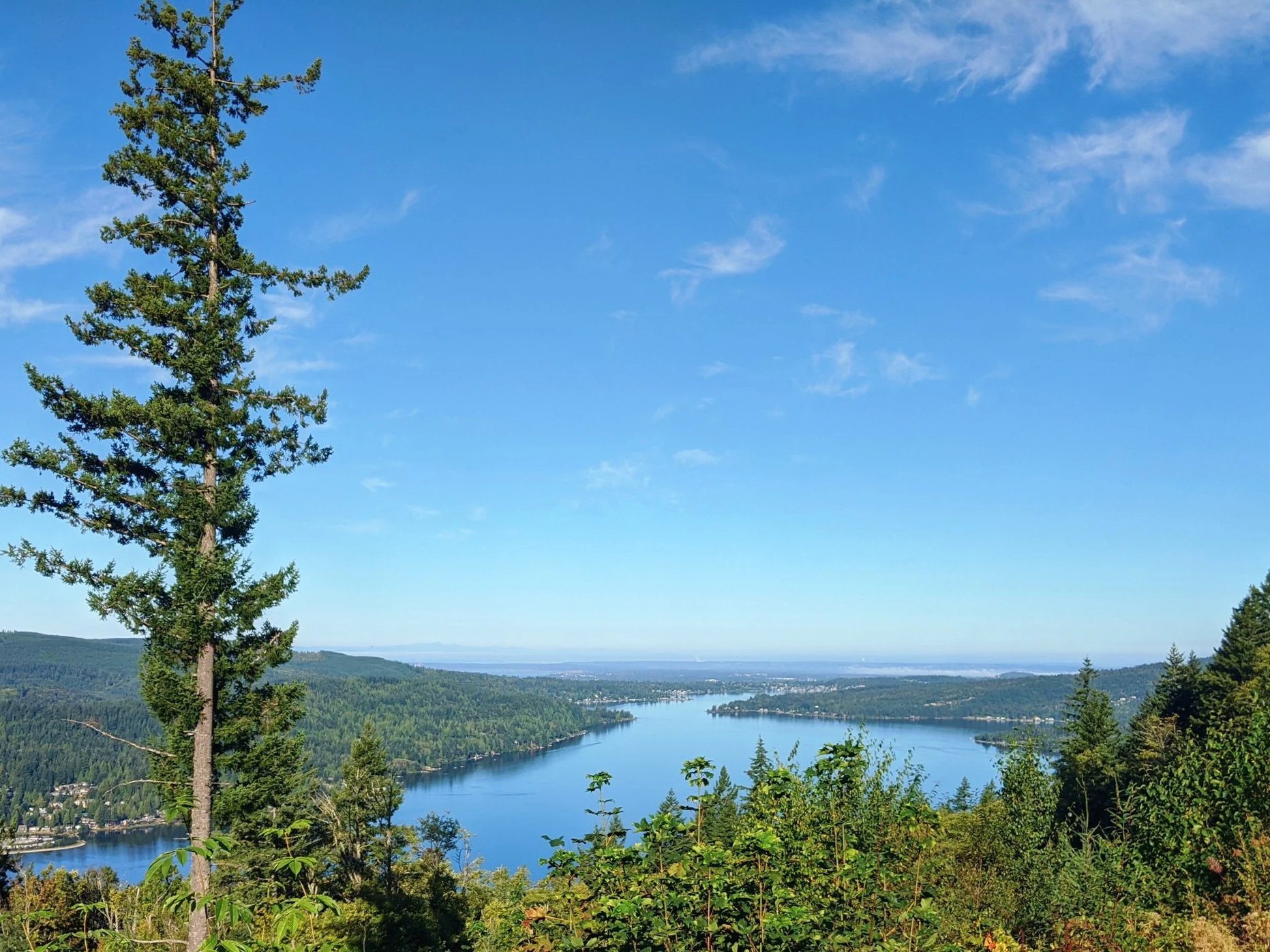 Trees and a view of Lake Whatcom from above