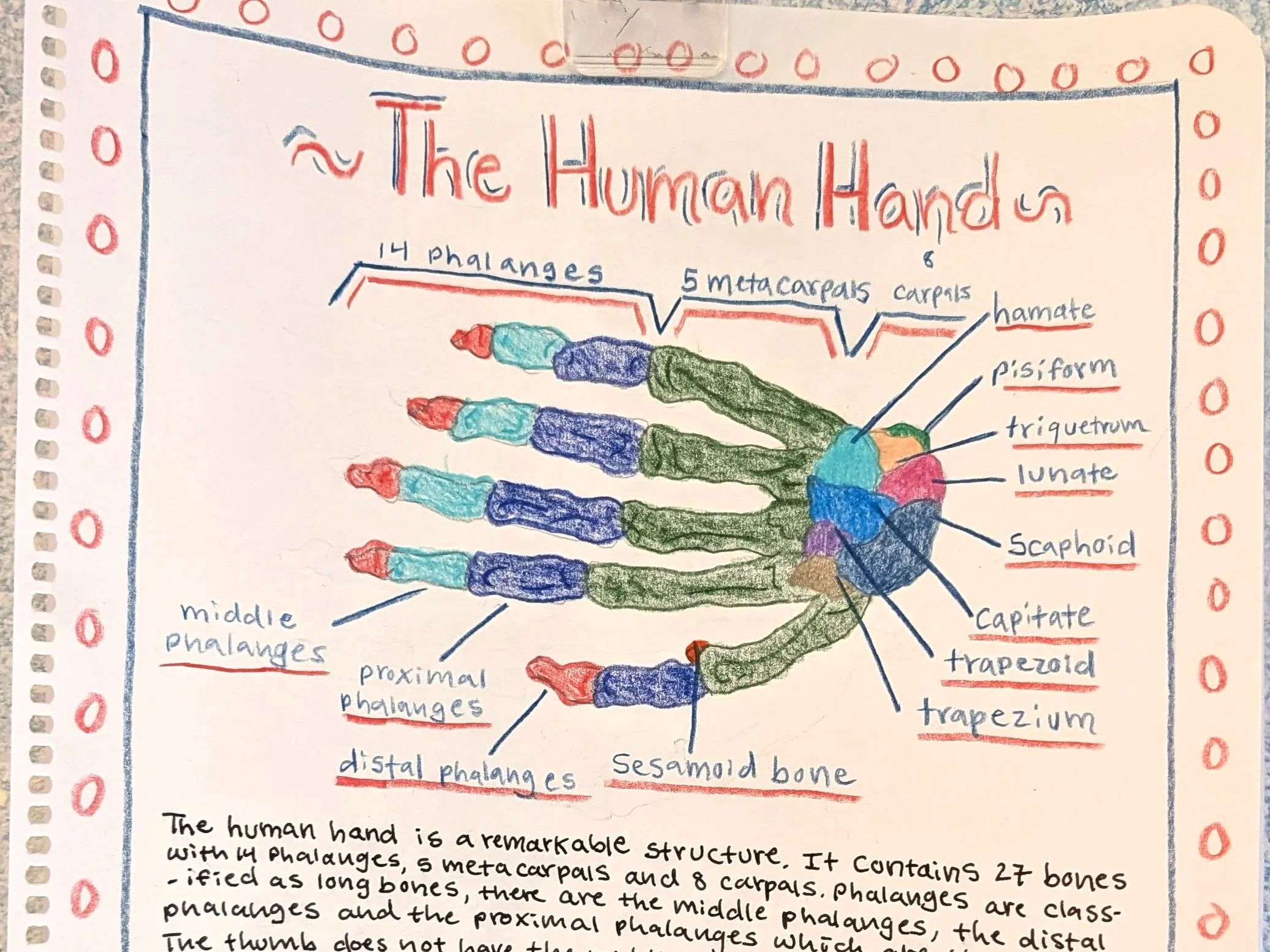 8th Grade Anatomy MLB Page.jpg