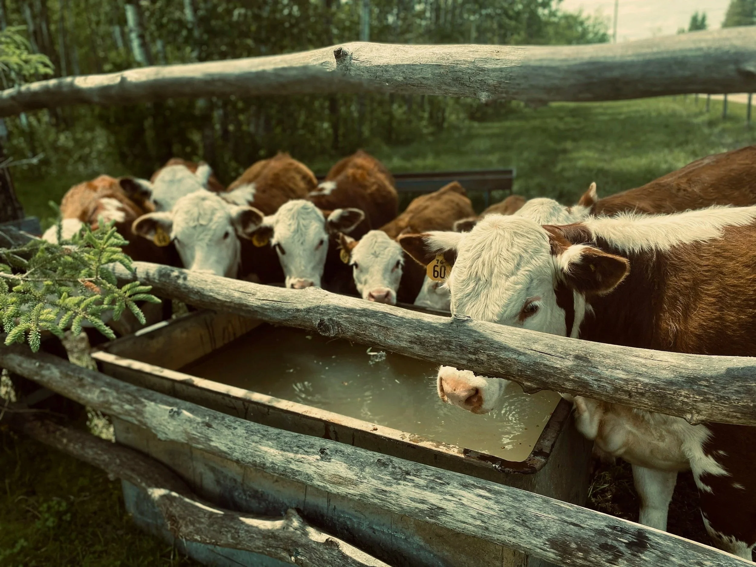 Several calves are gathered around a water trough, drinking water. They are behind a rustic wooden fence with green trees and grass in the background.