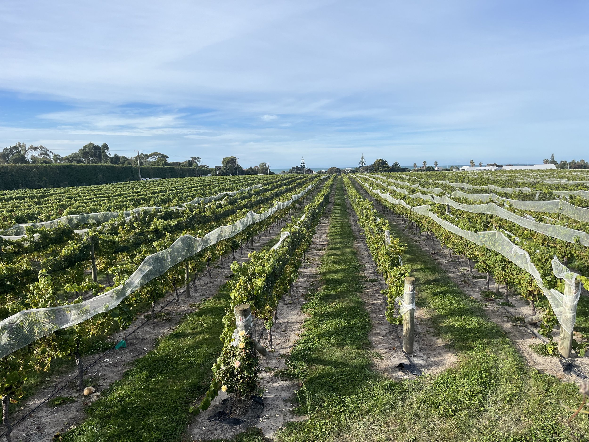 JohnnyDriver-Vineyard