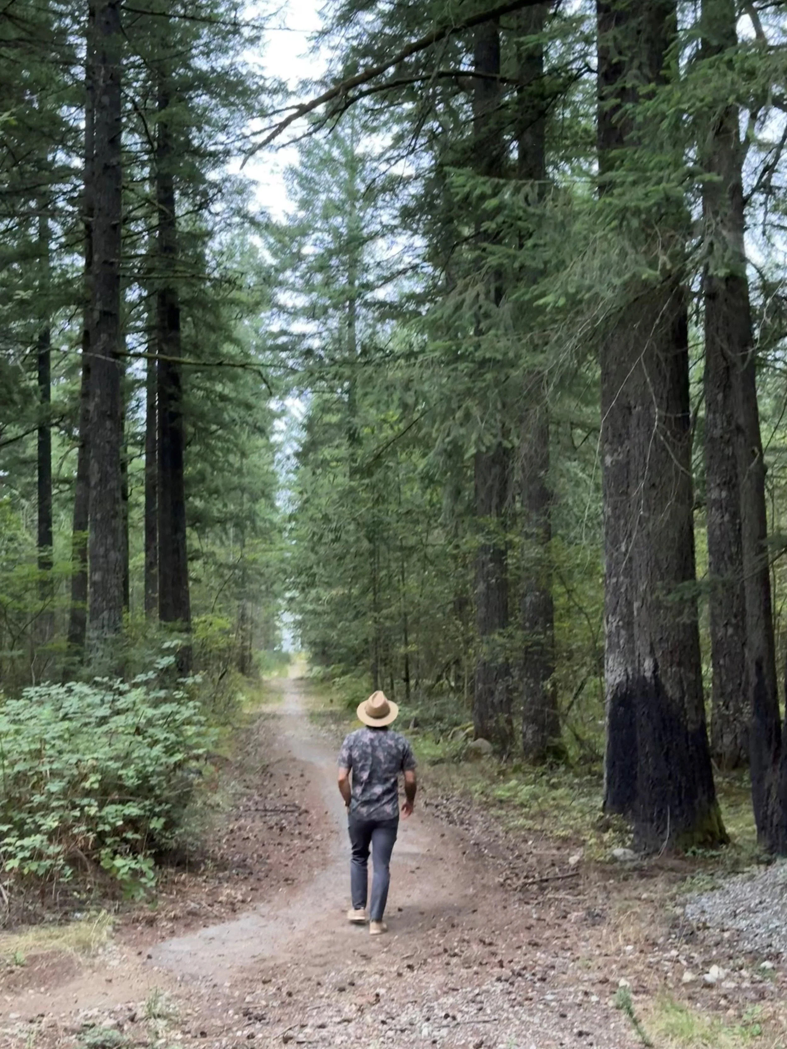 Person walking down a dirt forest trail surrounded by tall trees and greenery.