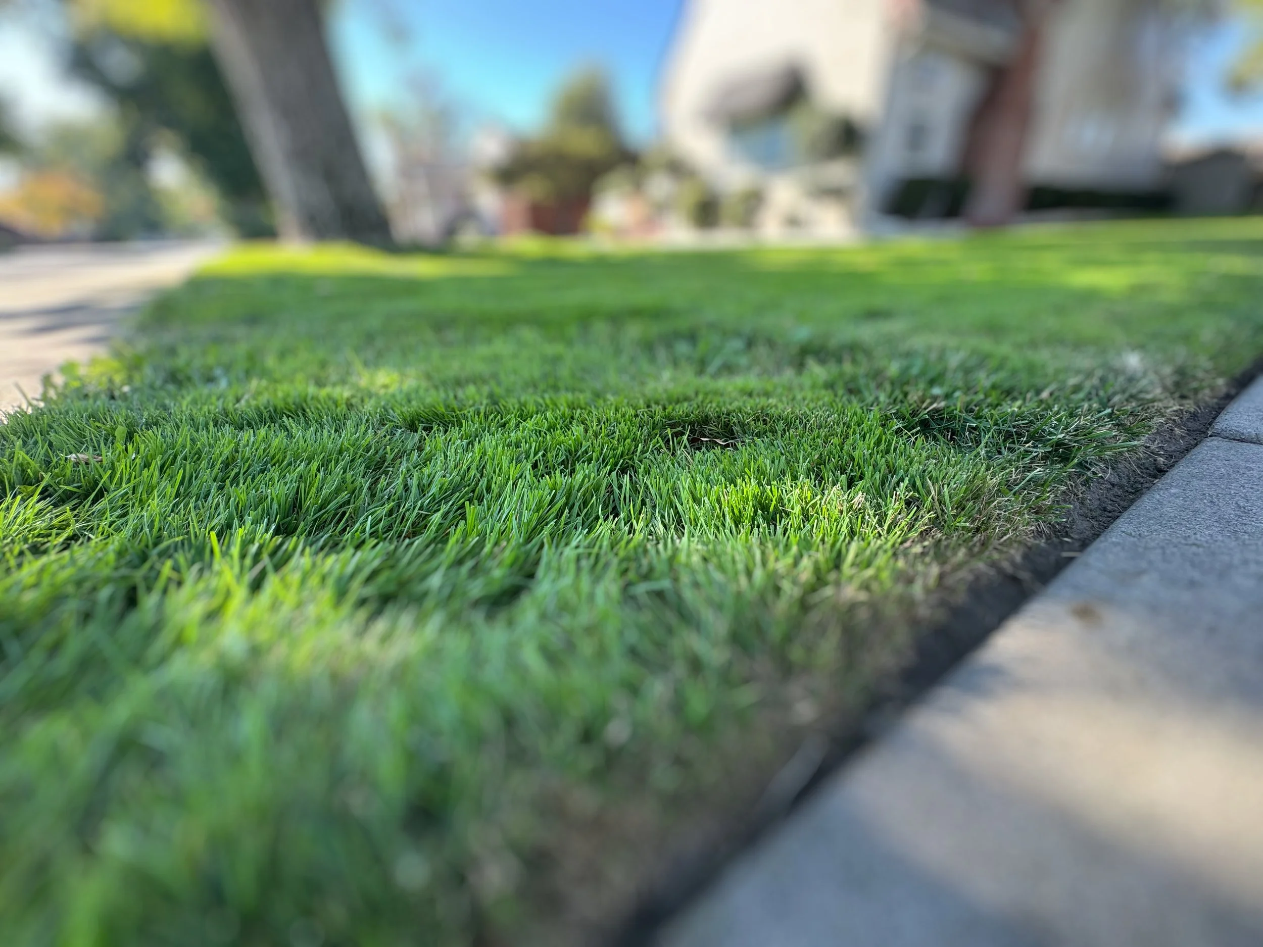 Close-up of a well-maintained grassy lawn with a concrete border, in a suburban neighborhood with trees and houses in the background.