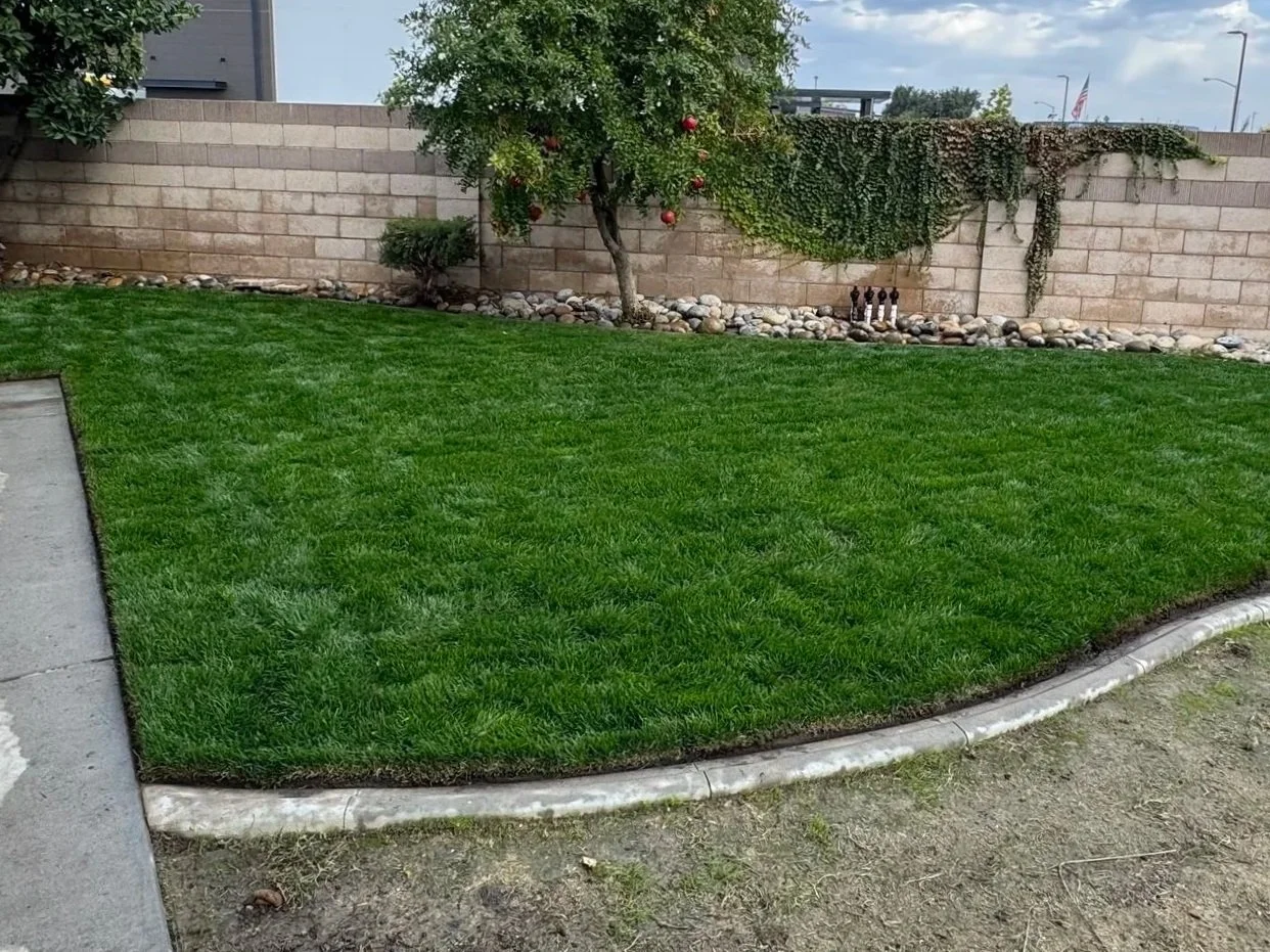 Freshly mowed green grass lawn with a curved concrete border, a brick wall, a small tree with red apples, gardening tools, and some stones and plants in the background.