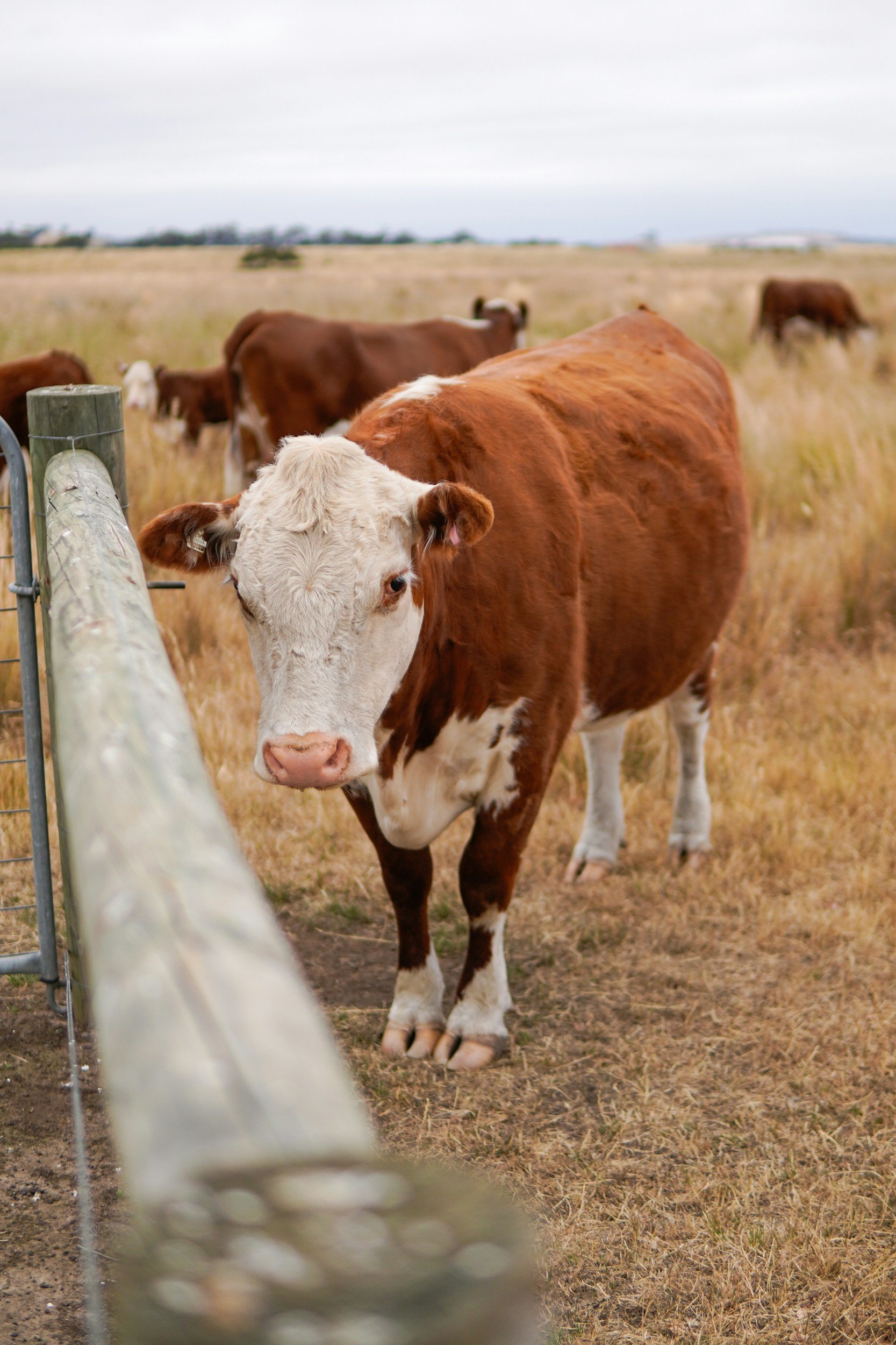 A brown and white cow standing near a fence in a grassy field with other cows in the background under a cloudy sky.