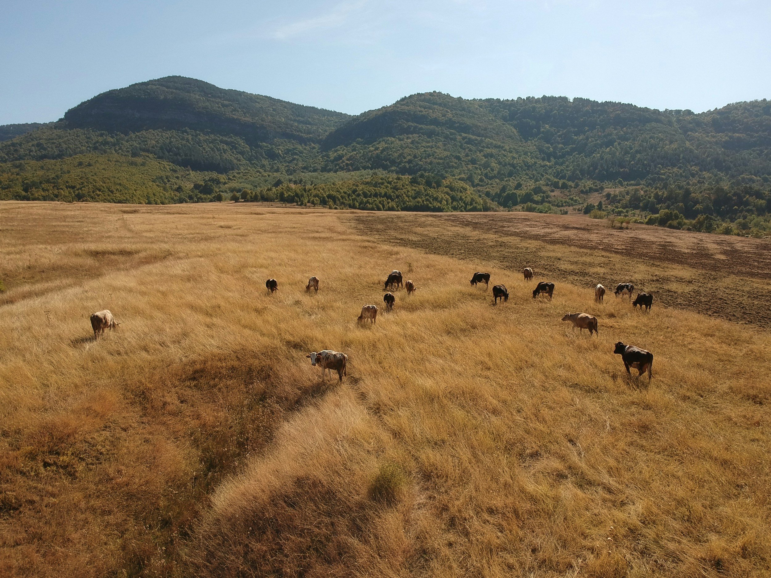 Cows grazing in a golden field with rolling green hills and mountains in the background under a partly cloudy sky.