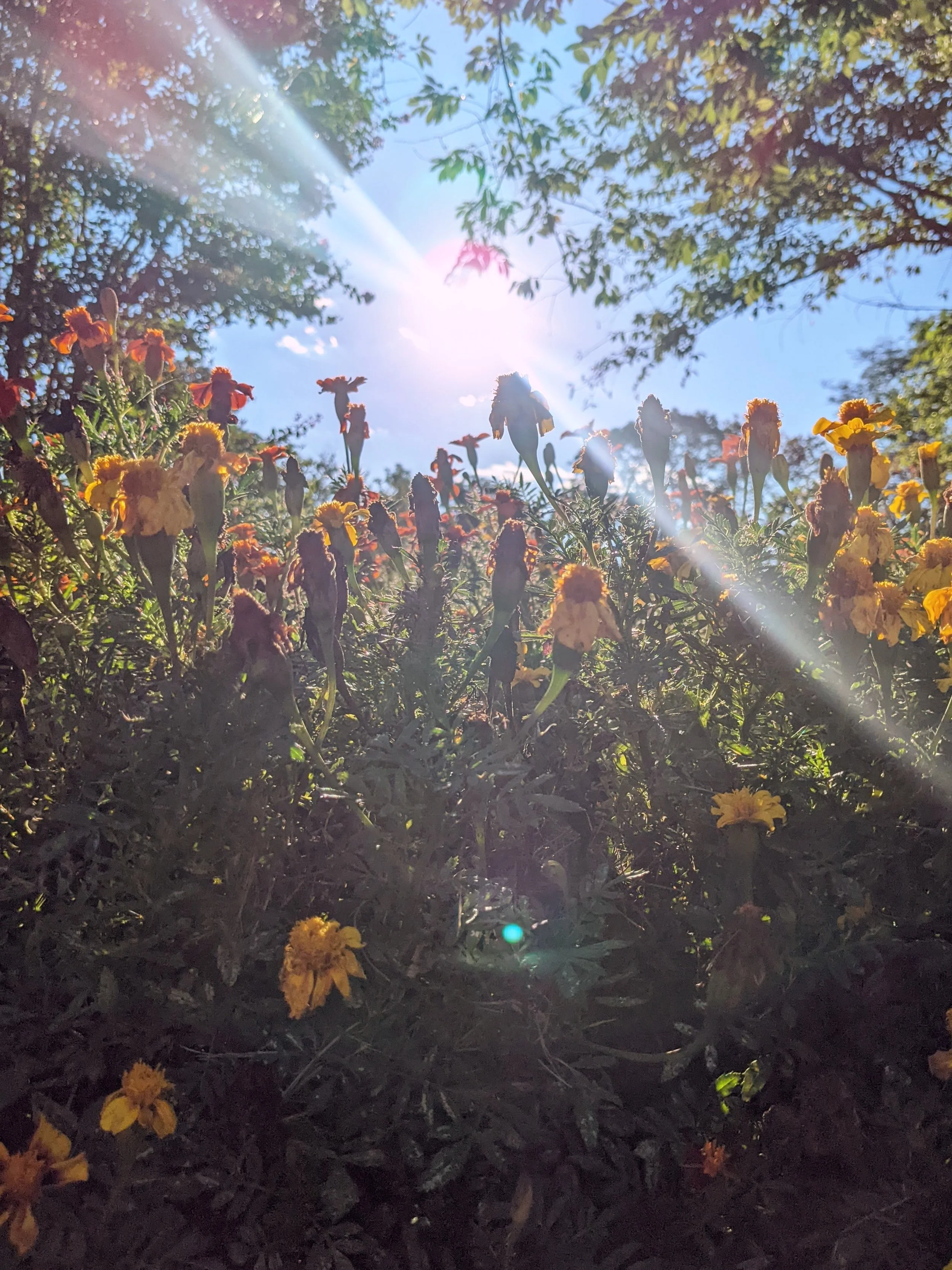 Nature Photography