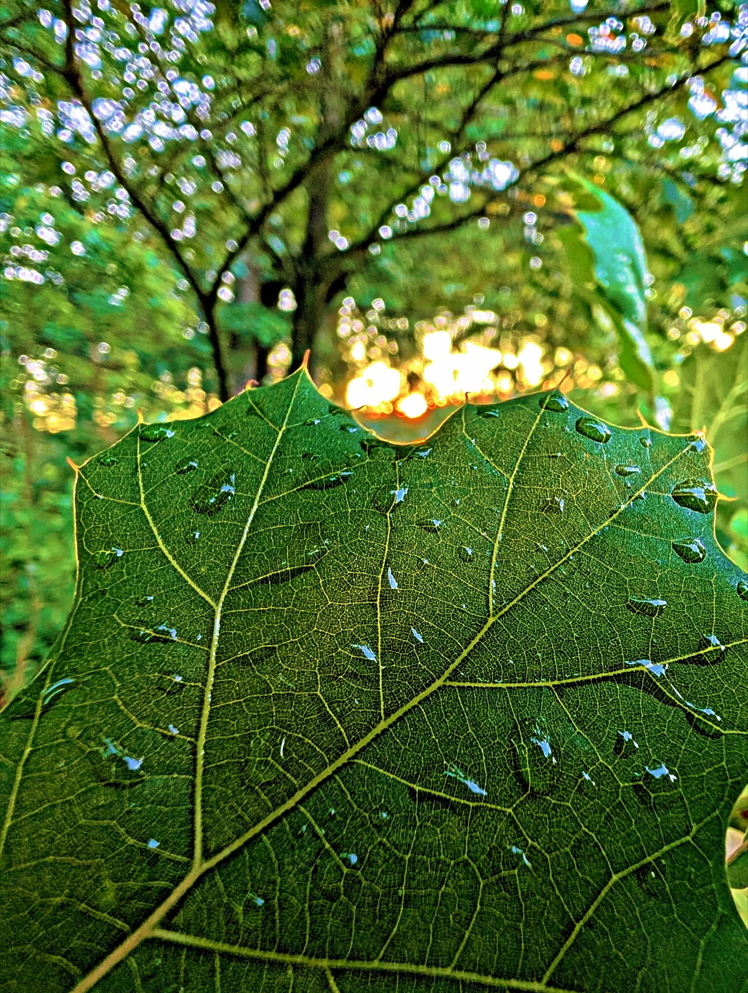 Photography