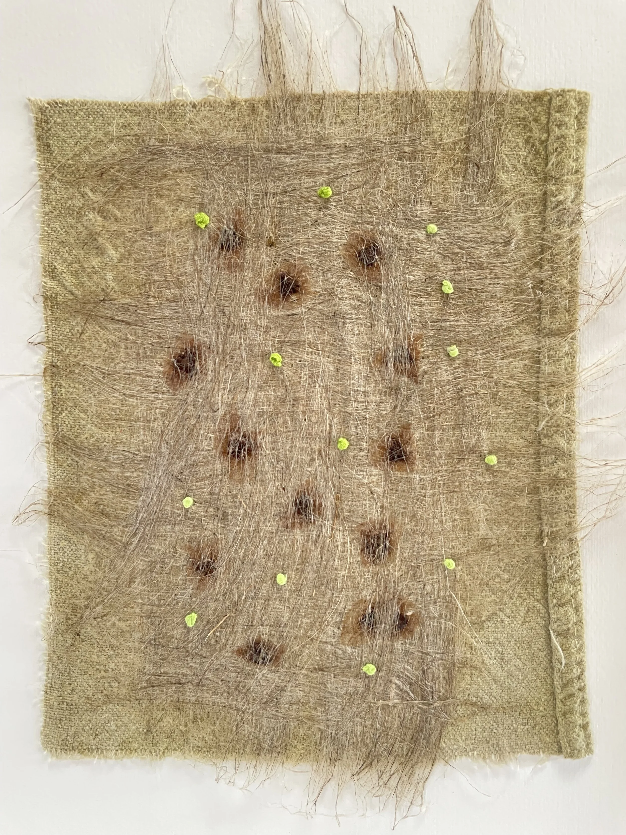  UNTITLED                                                     
flax fiber,seeds & thread
 13"H x 10"W
 2025