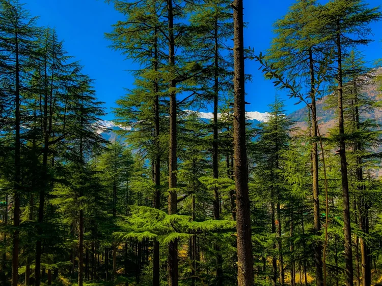 Deodar Forest