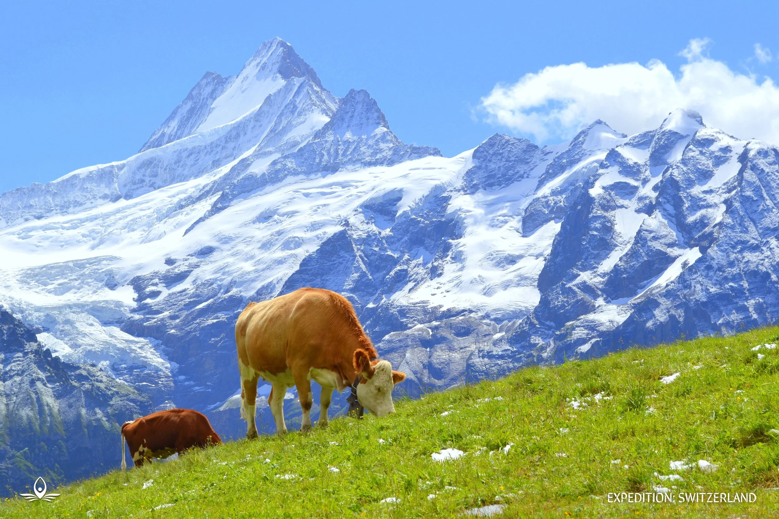 GRAZIN~1.JPG