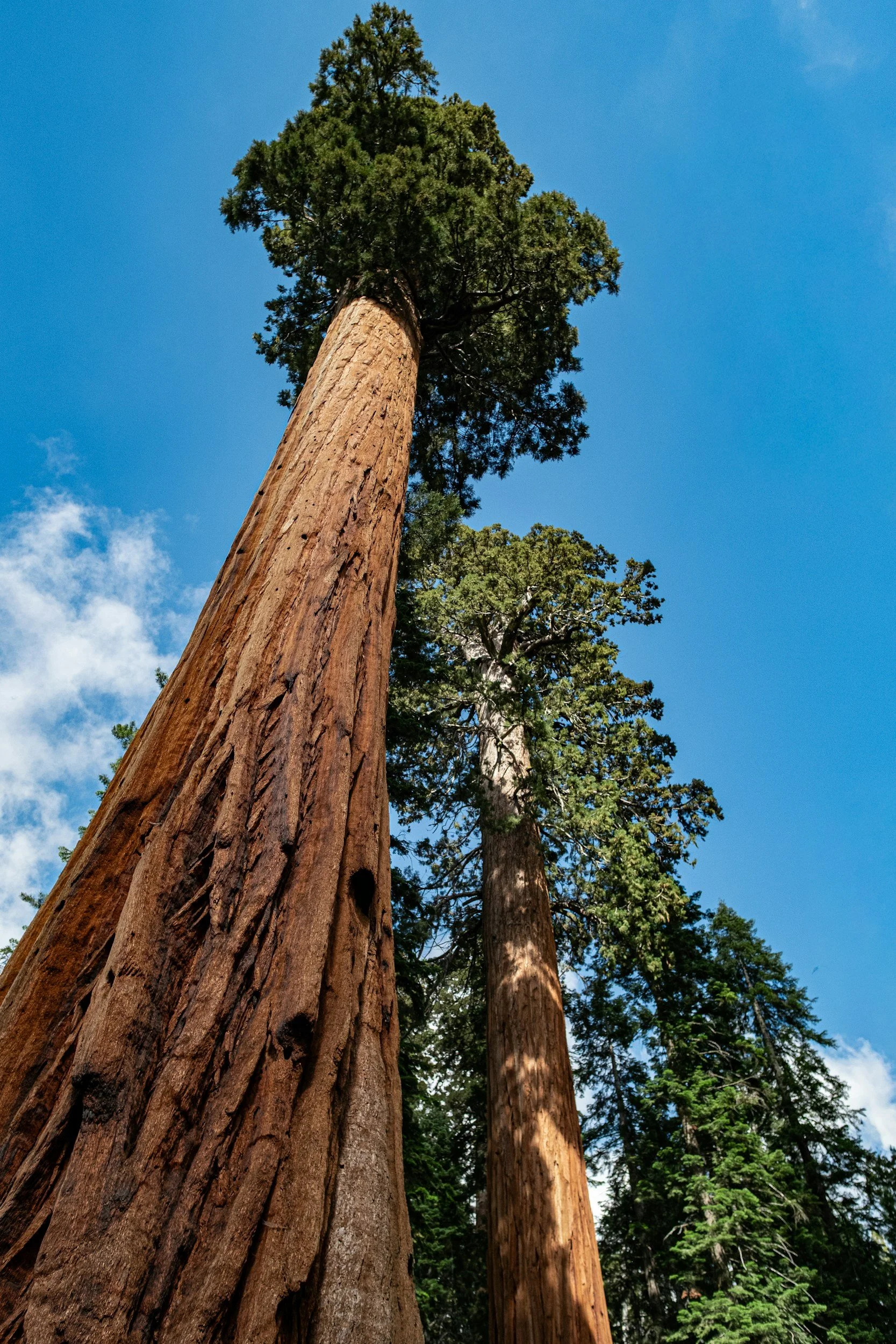Looking up at a tall tree with moss and small green plants growing on its trunk and branches.