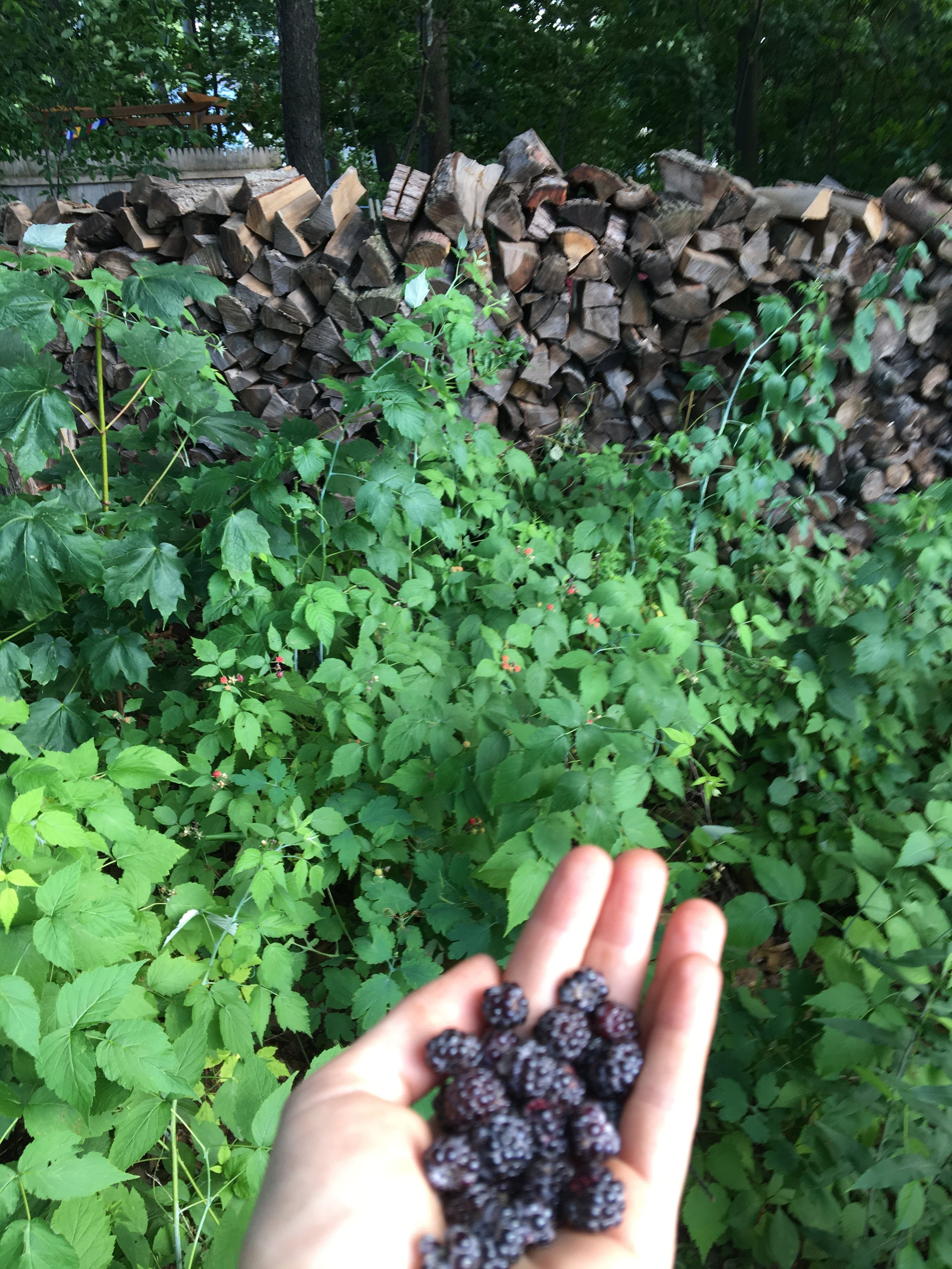 A hand holding ripe blackberries in front of green bushes and a neatly stacked pile of firewood in a backyard.