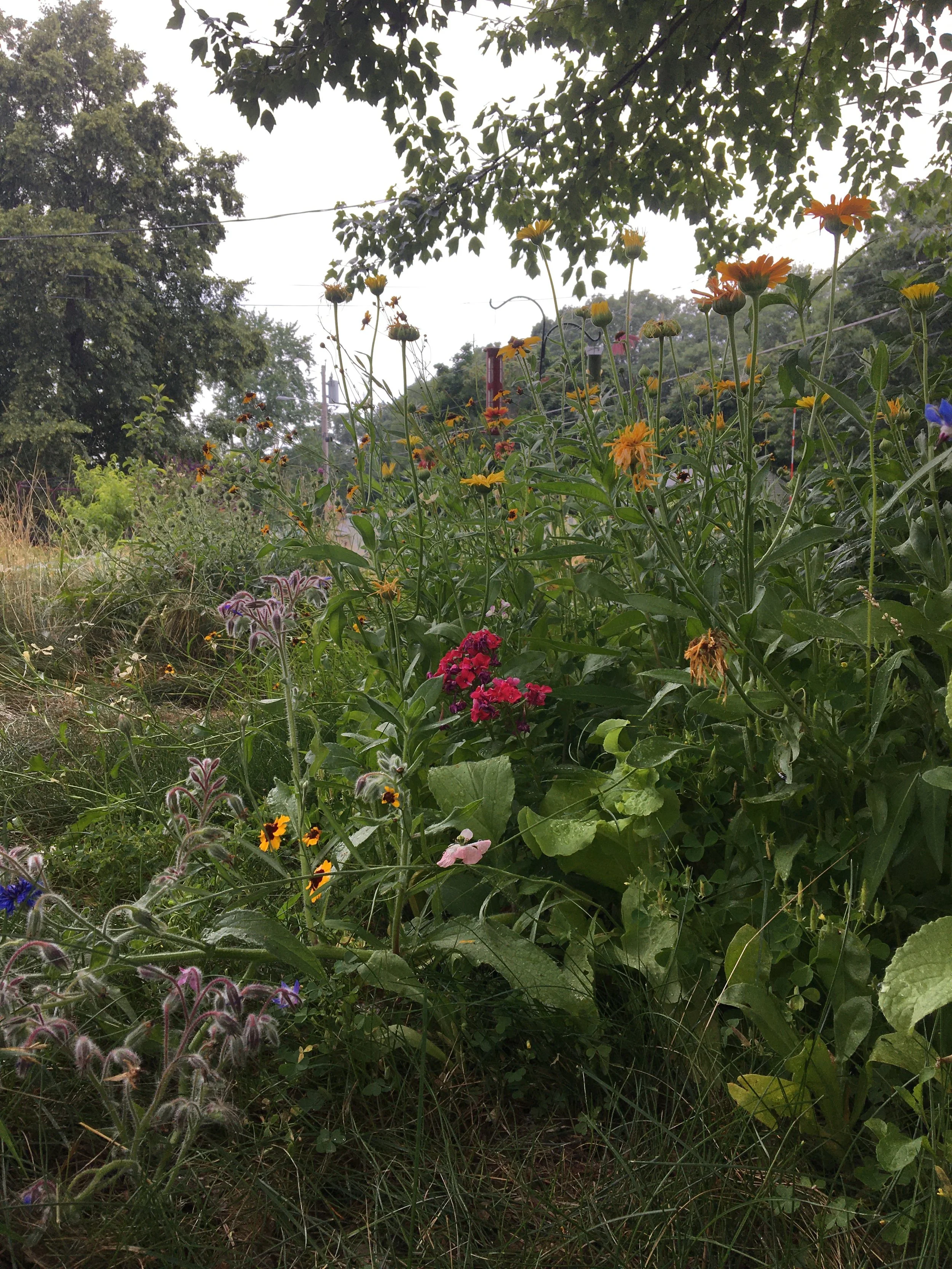 A garden scene with various colorful flowers and greenery, including yellow, pink, purple, and orange flowers surrounded by lush green foliage and trees in the background.