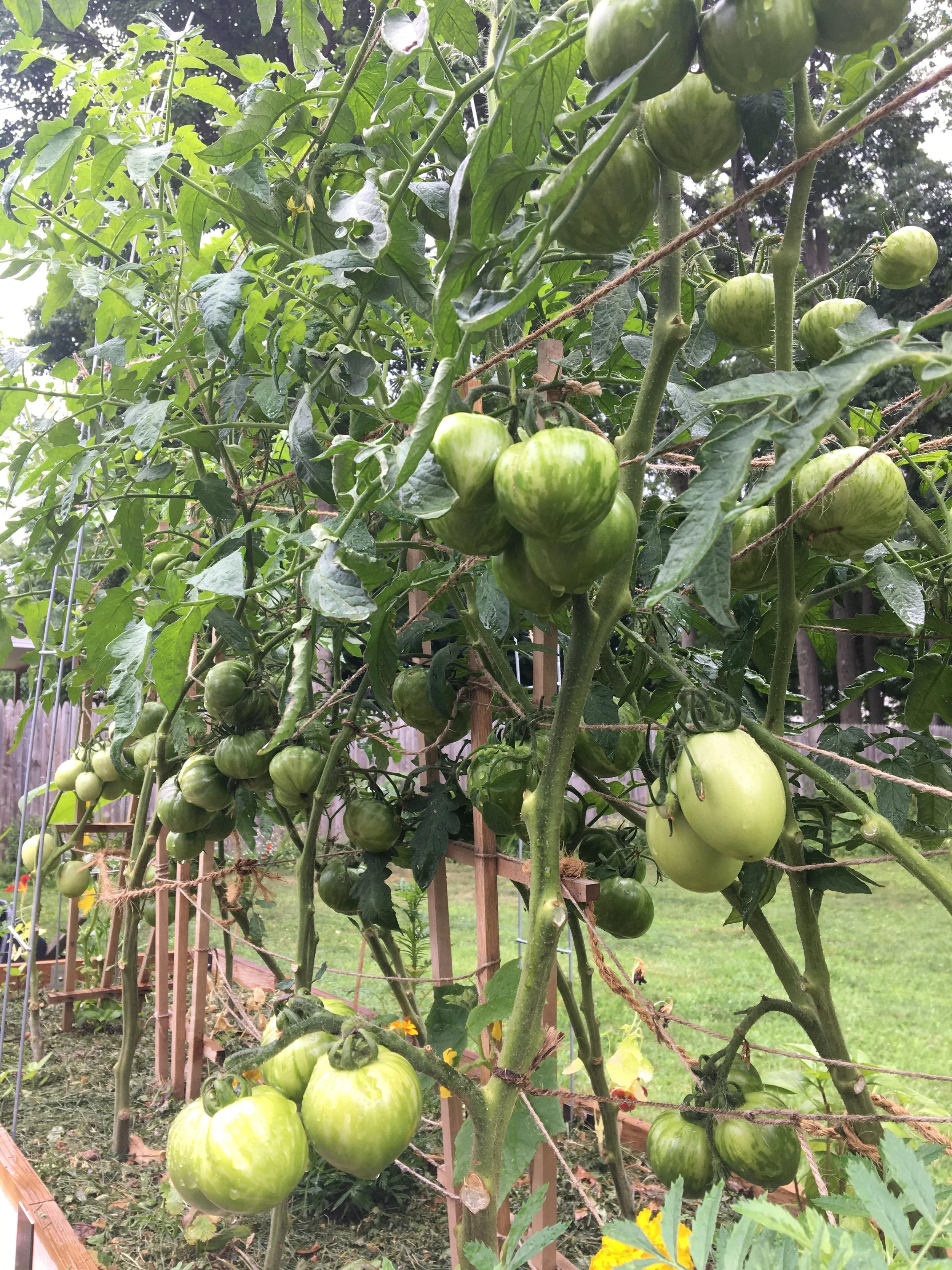 Green tomatoes growing on vine supported by strings in a garden.