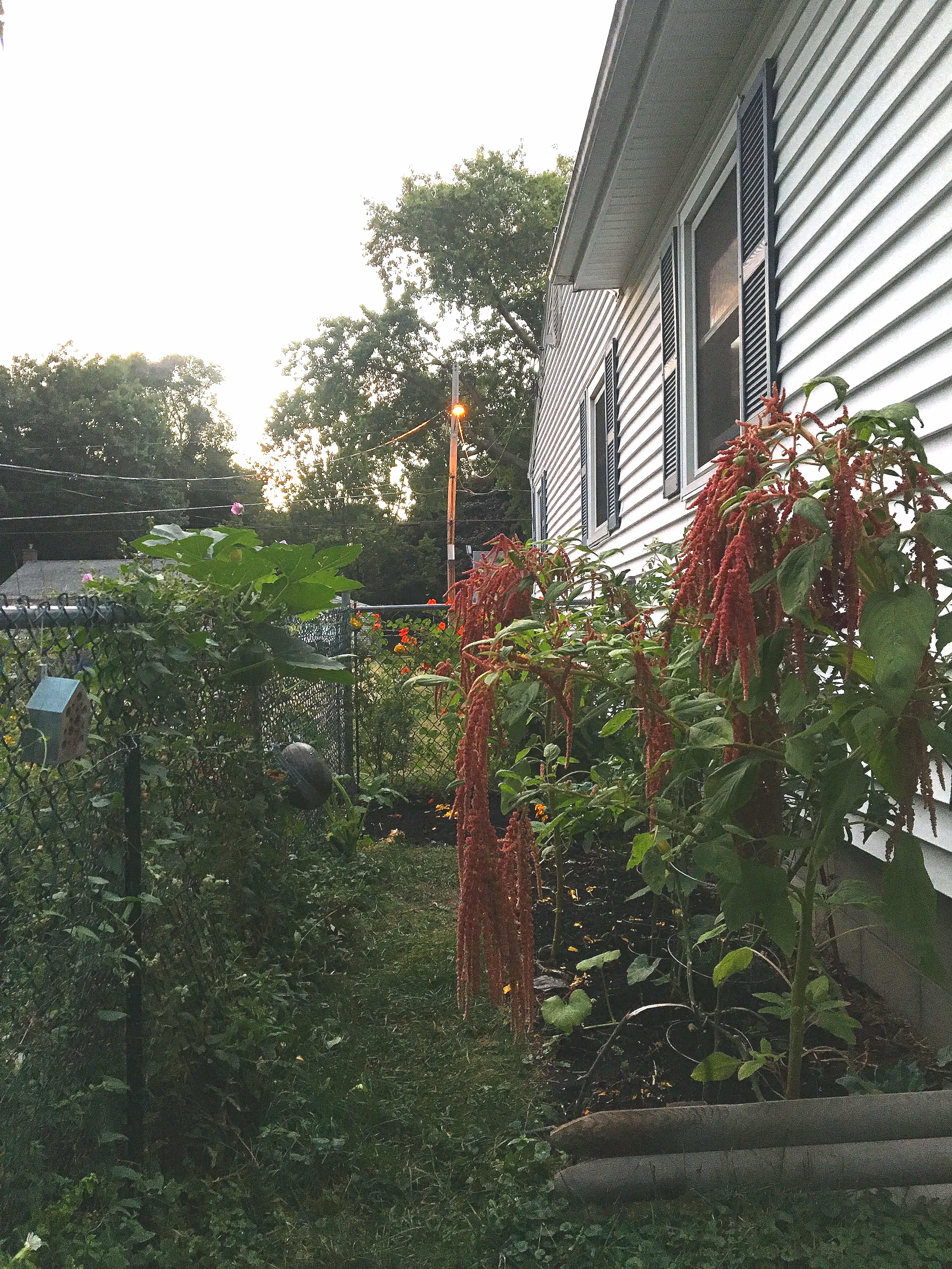 Backyard garden with plants and flowers next to a white house with black shutters during sunset
