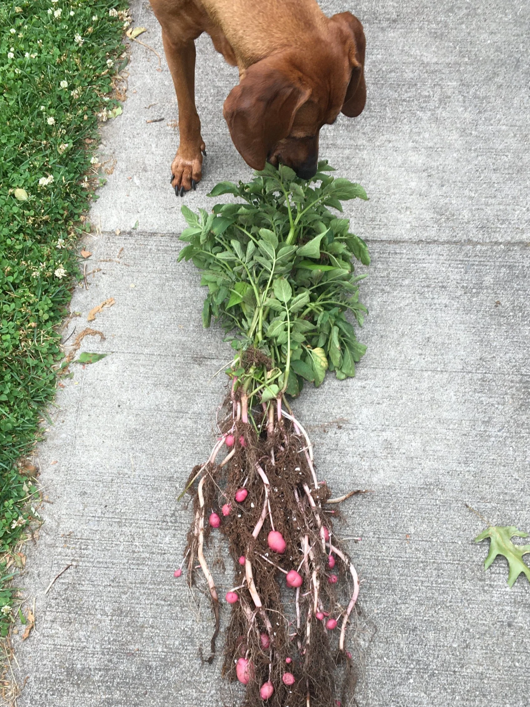A brown dog sniffing a freshly dug root vegetable plant on a concrete sidewalk.
