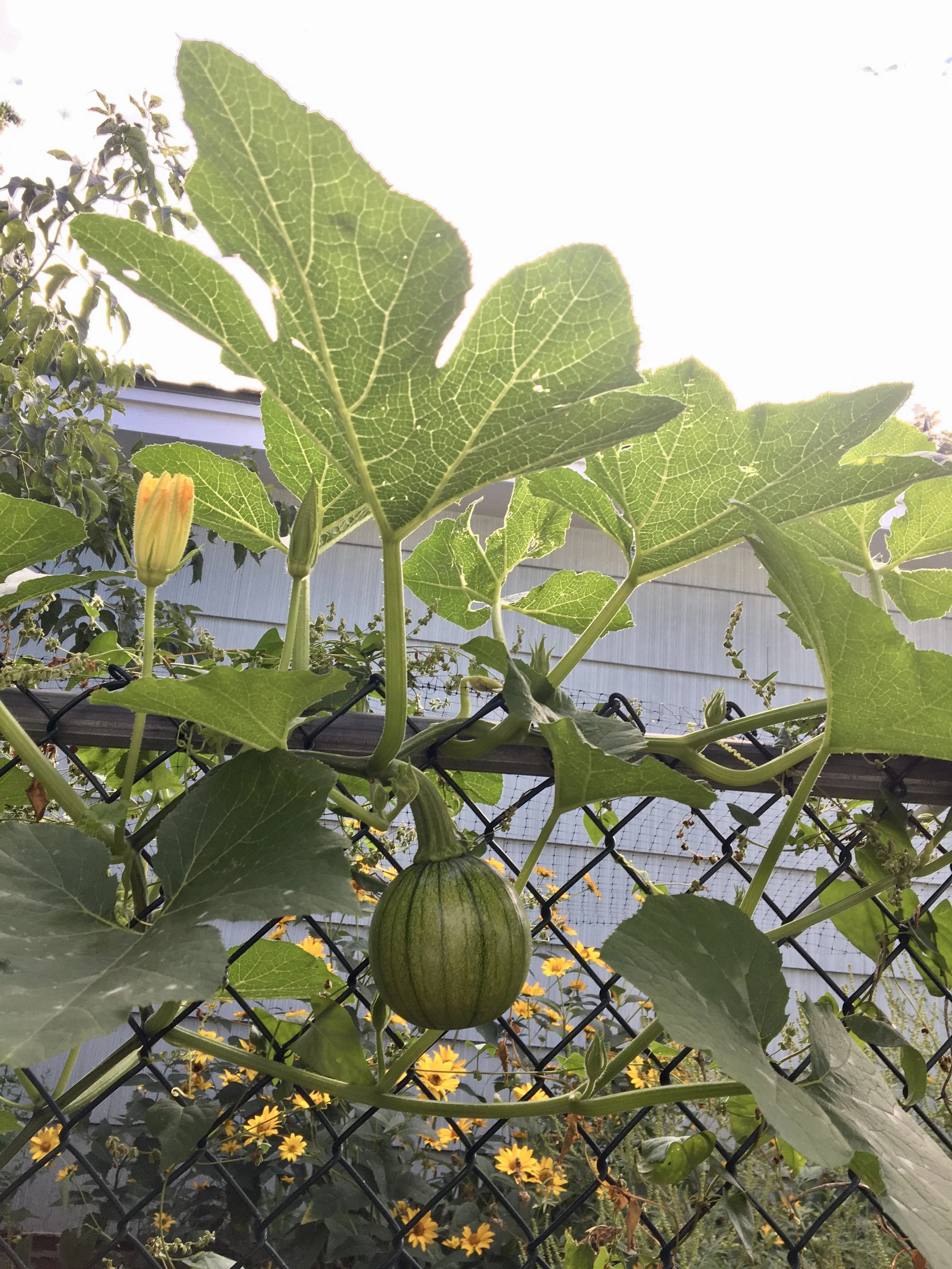A small round green pumpkin growing on a vine climbing a garden fence, with some yellow flowers and large green leaves in the background.