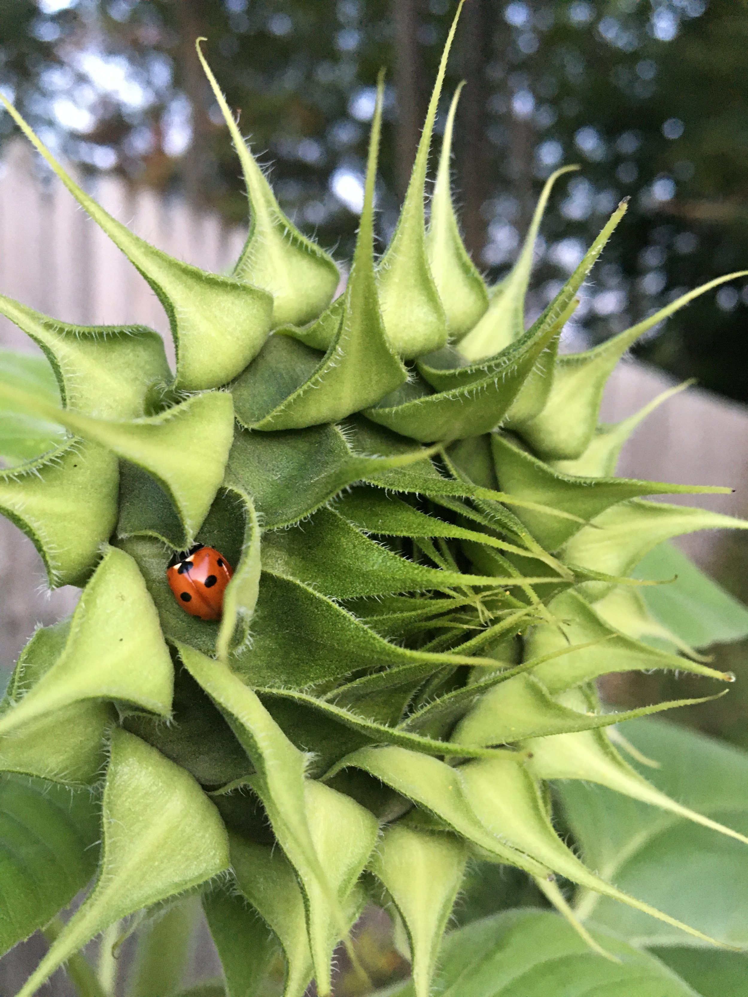 Close-up of a sunflower bud with a ladybug on one of its green, spiky petals.