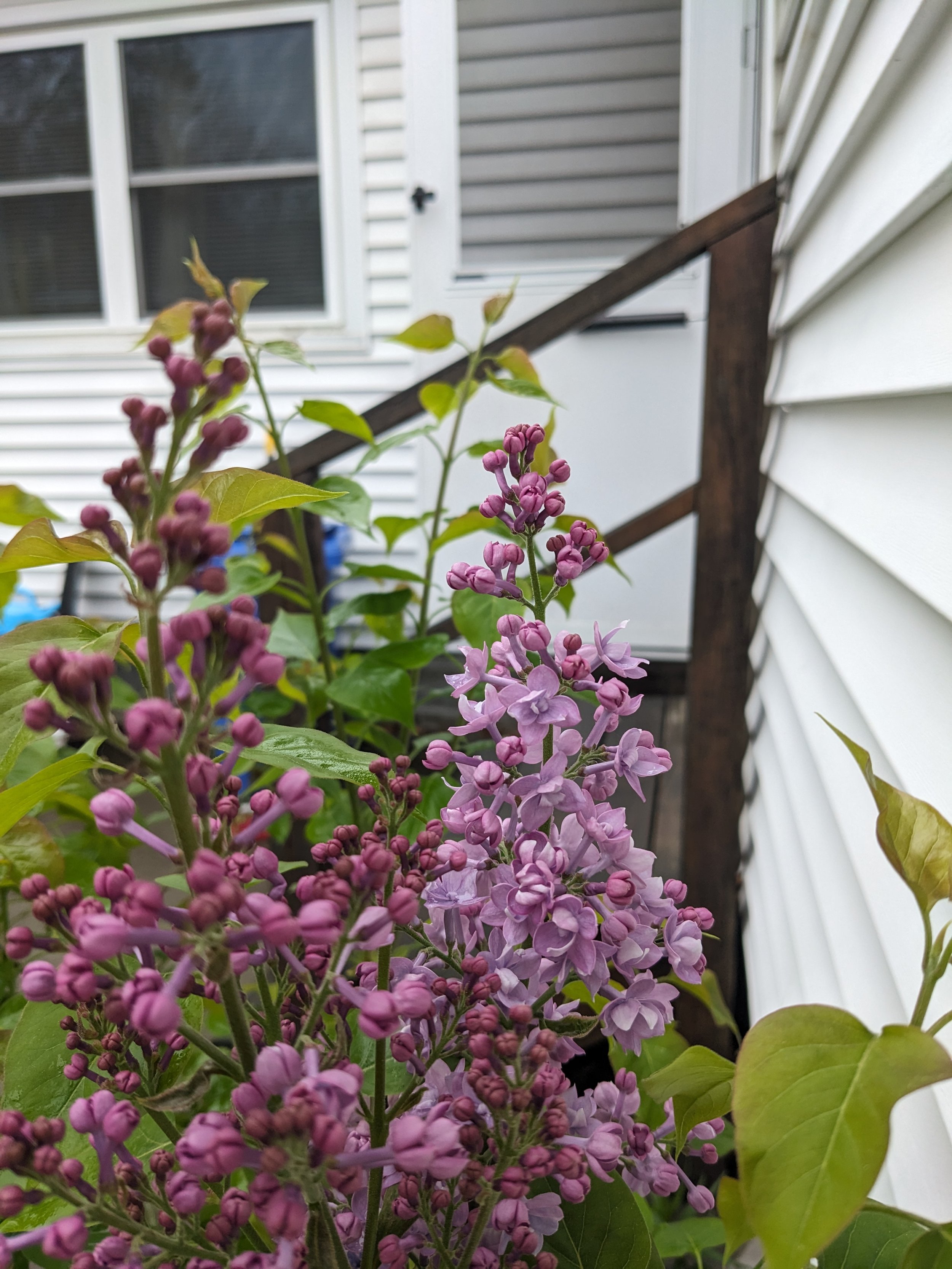 Close-up of blooming purple lilac flowers with green leaves on a garden shrub, with white house siding and a window in the background.