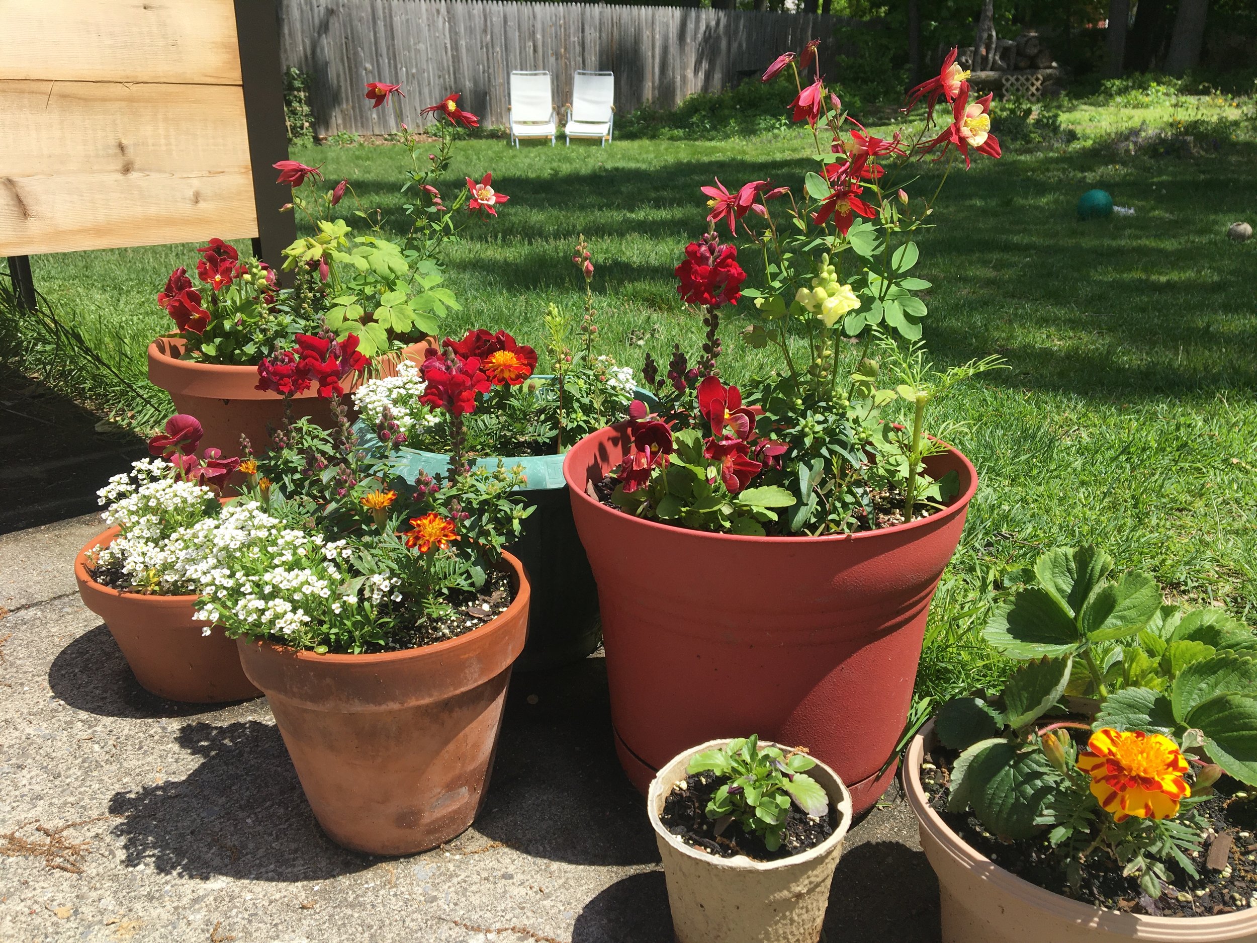 Potted flowering plants on a concrete surface in a backyard with a grassy lawn and patio chairs in the background.