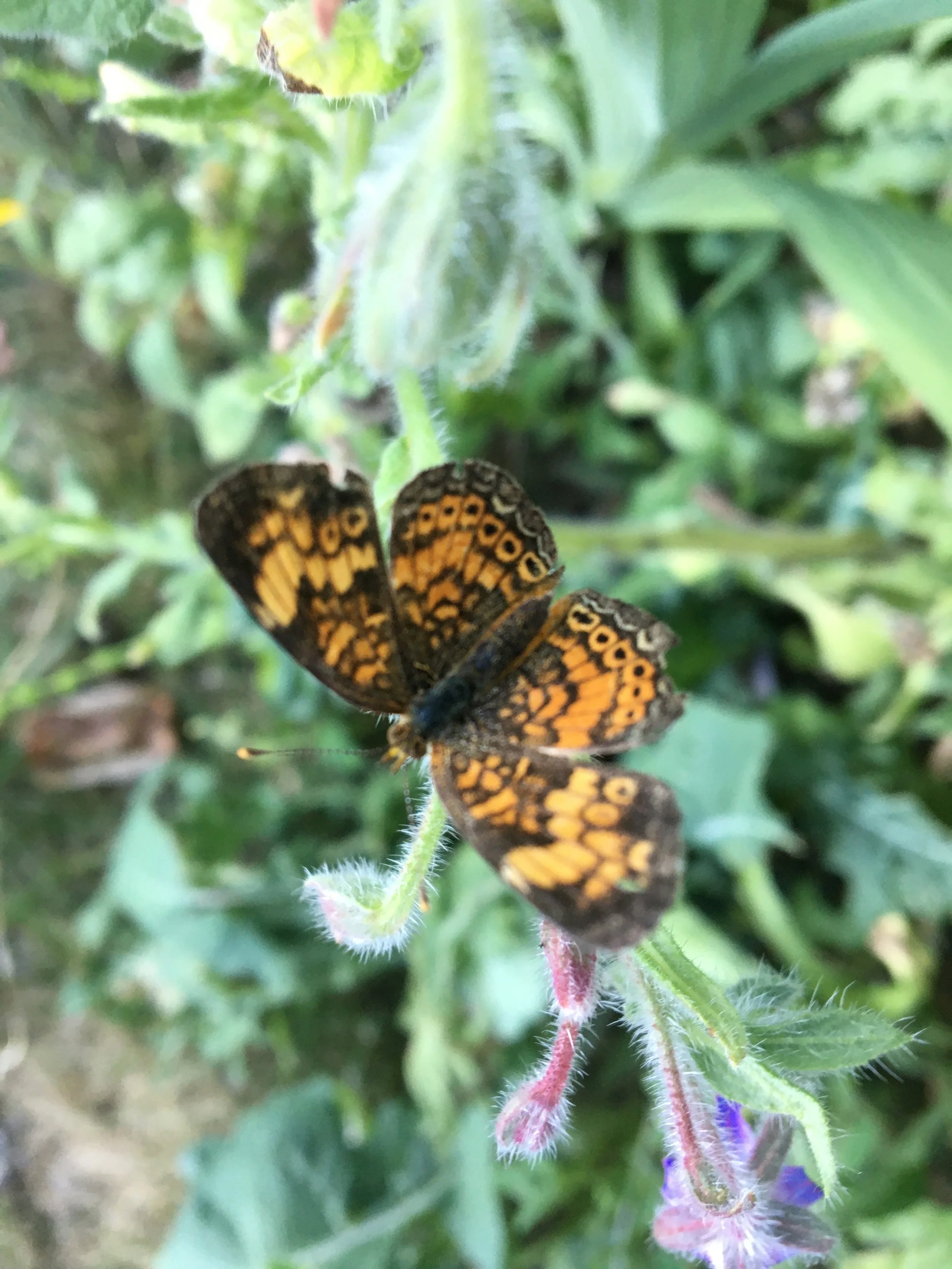 Orange and black butterfly perched on a green, fuzzy plant stem with purple flowers nearby.