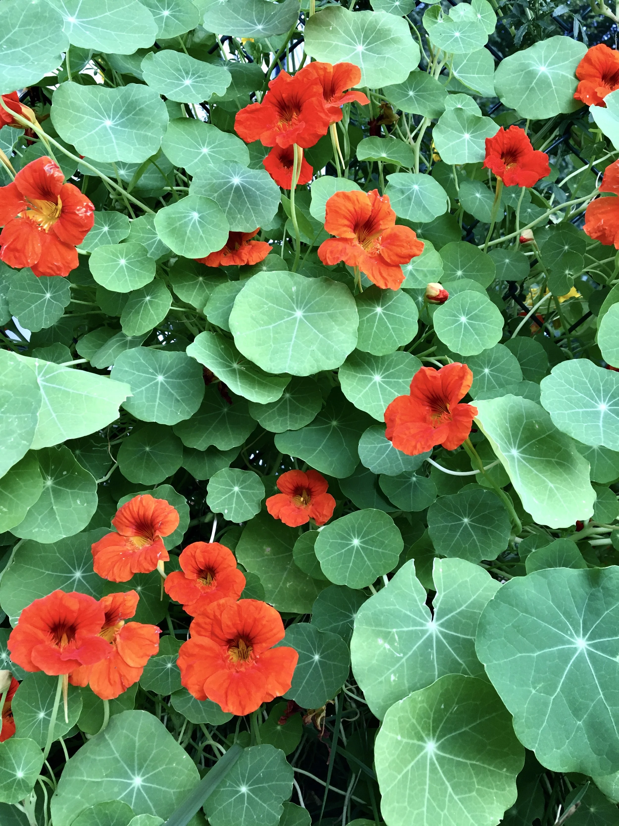 Bright orange flowers blooming among green round leaves with prominent veins.