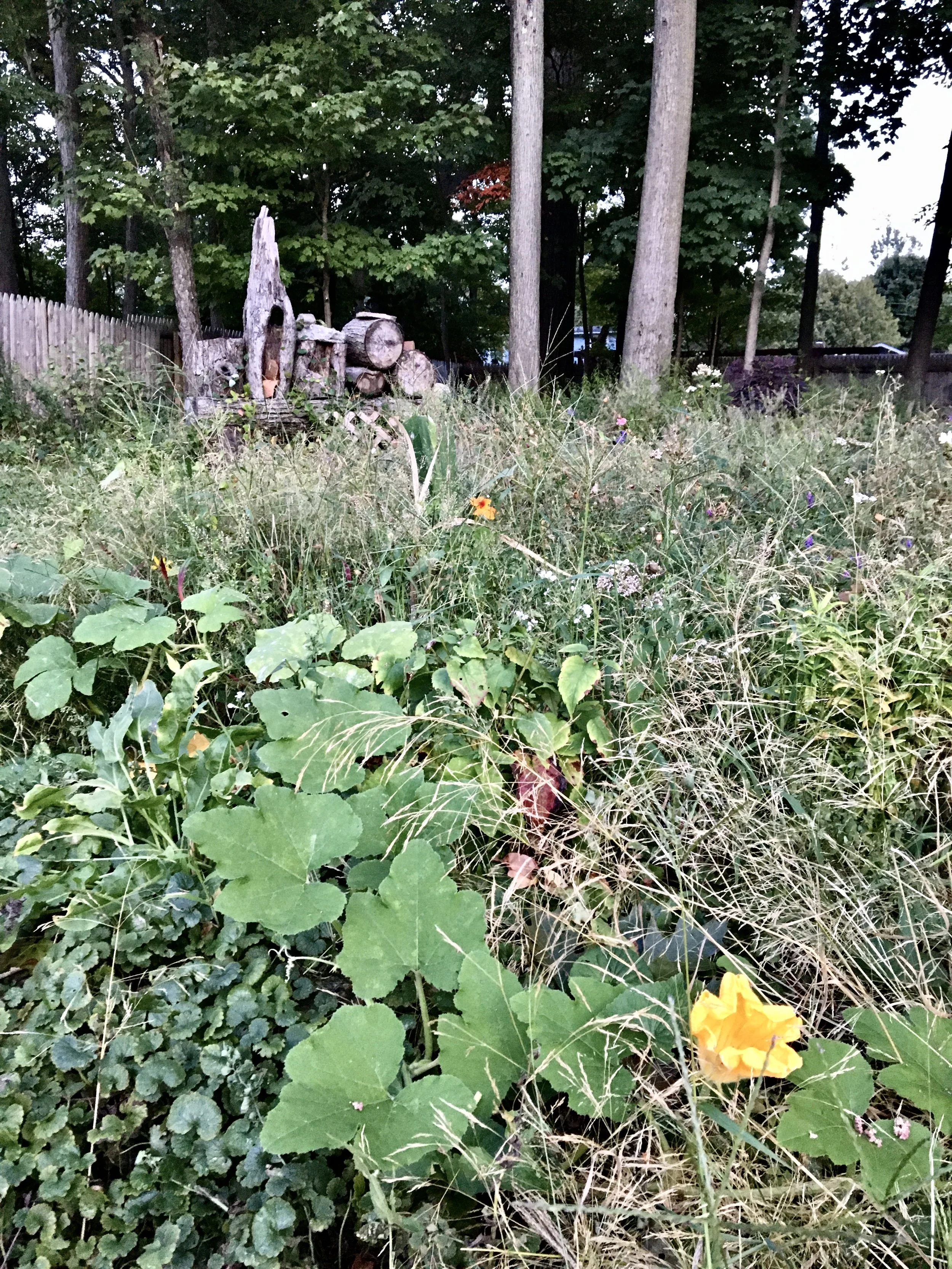 Overgrown backyard garden with various plants, weeds, and a yellow flower in the foreground. In the background, there are trees and a wooden fence, along with a decorative structure made of logs and tree stumps.