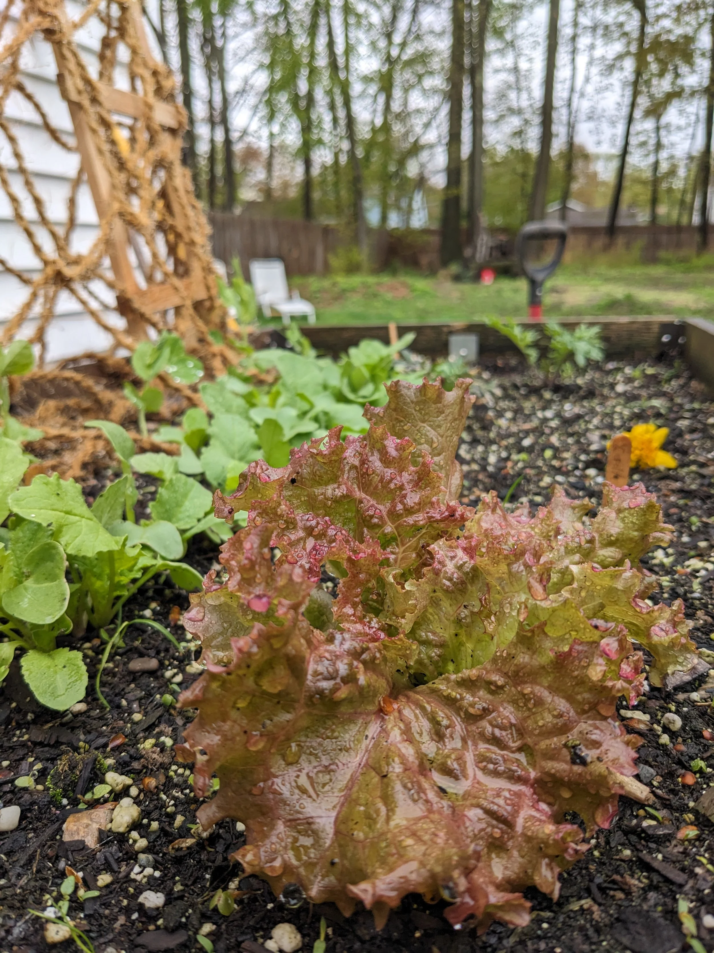 Close-up of vibrant red and green lettuce growing in a garden bed with other plants nearby, in a backyard with trees and outdoor furniture in the background.