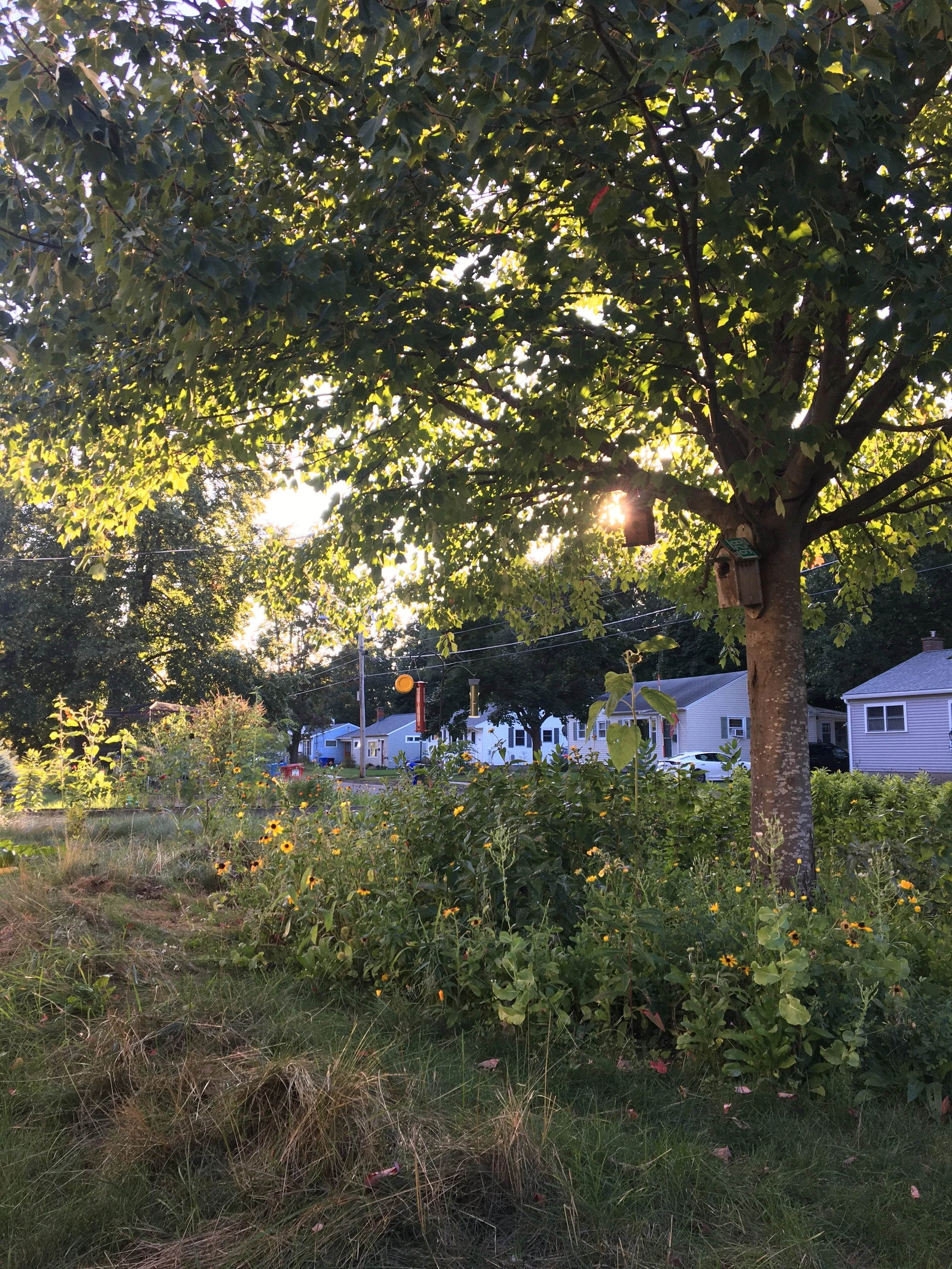 A lush green yard with a large tree, yellow flowers, and a row of houses in the background under a setting sun.