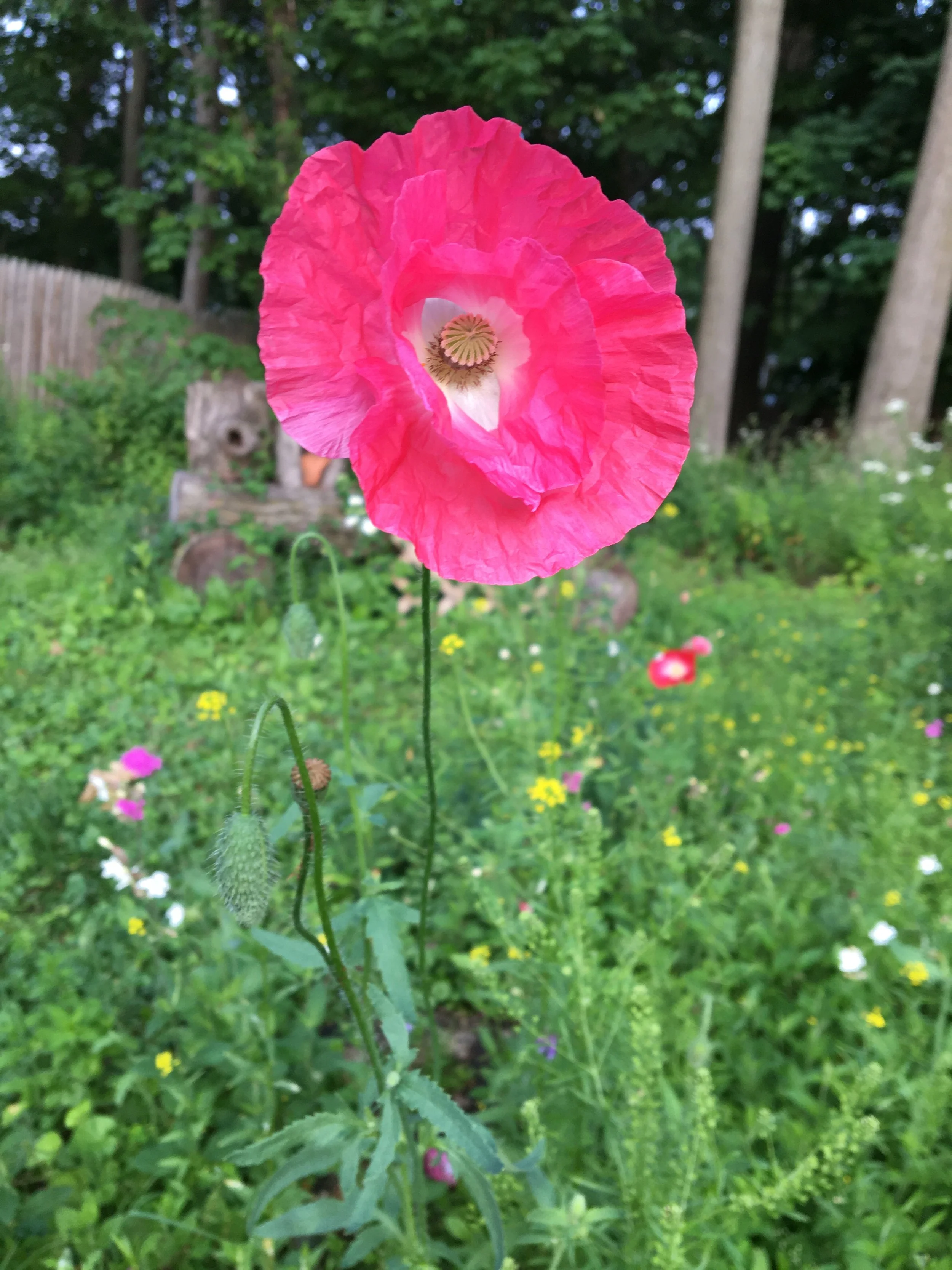 A vibrant pink poppy flower in bloom with crinkled petals and a central seed capsule, set against a garden with other blooming flowers and a wooden fence in the background.
