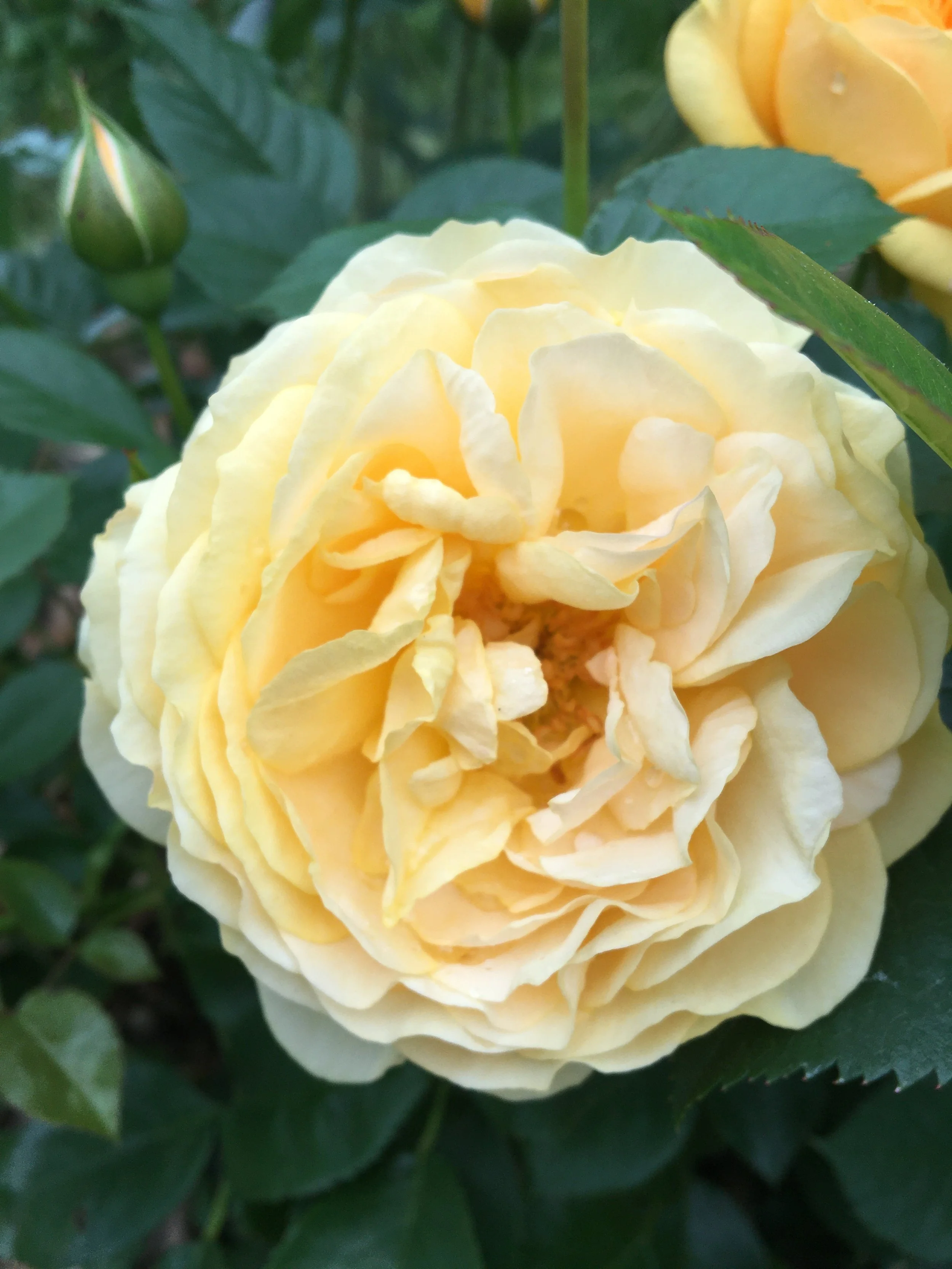 Close-up of a yellow rose in full bloom among green leaves.