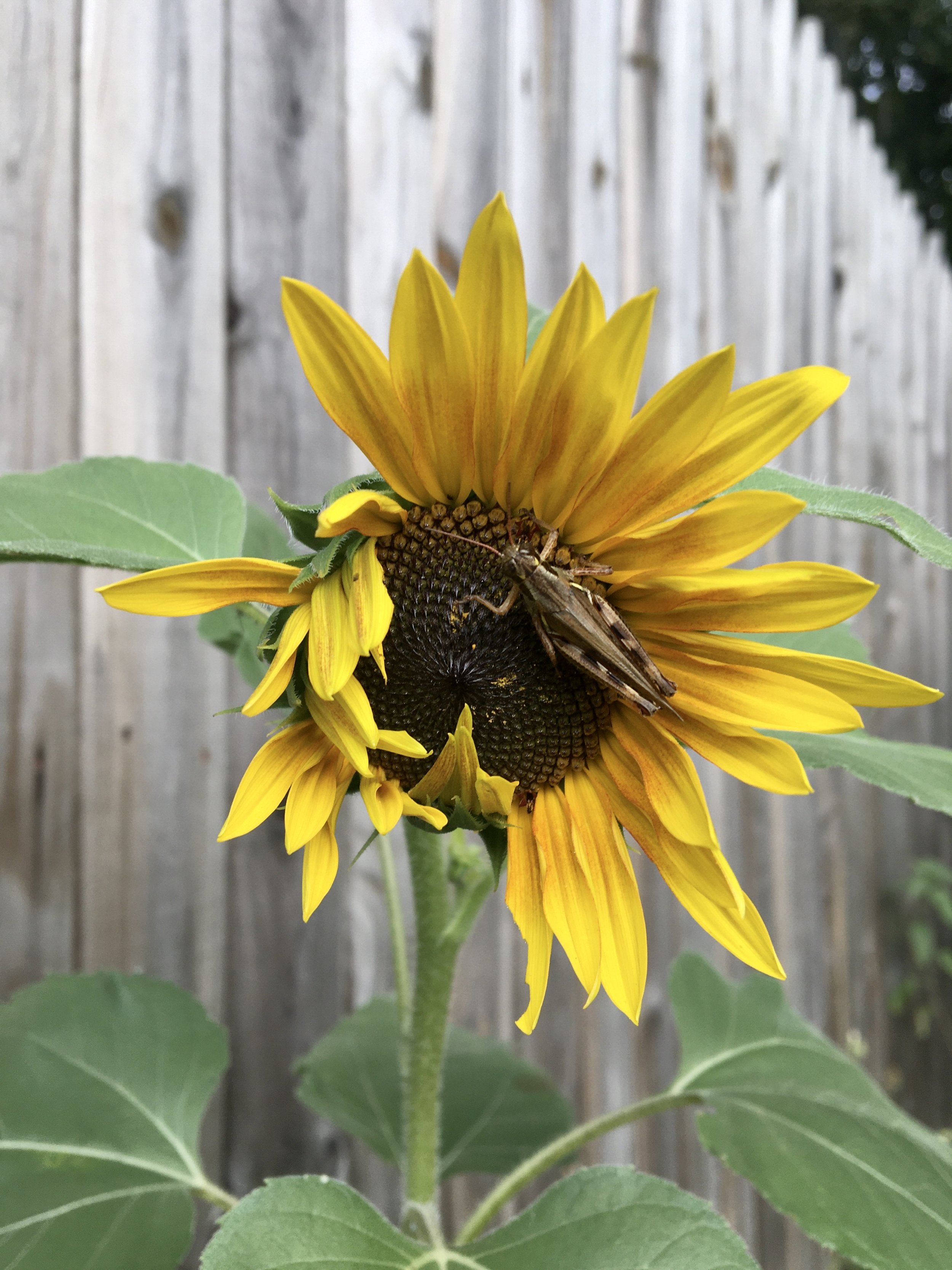 A close-up of a sunflower with yellow petals and a dark center, with a grasshopper perched on it, against a wooden fence background.
