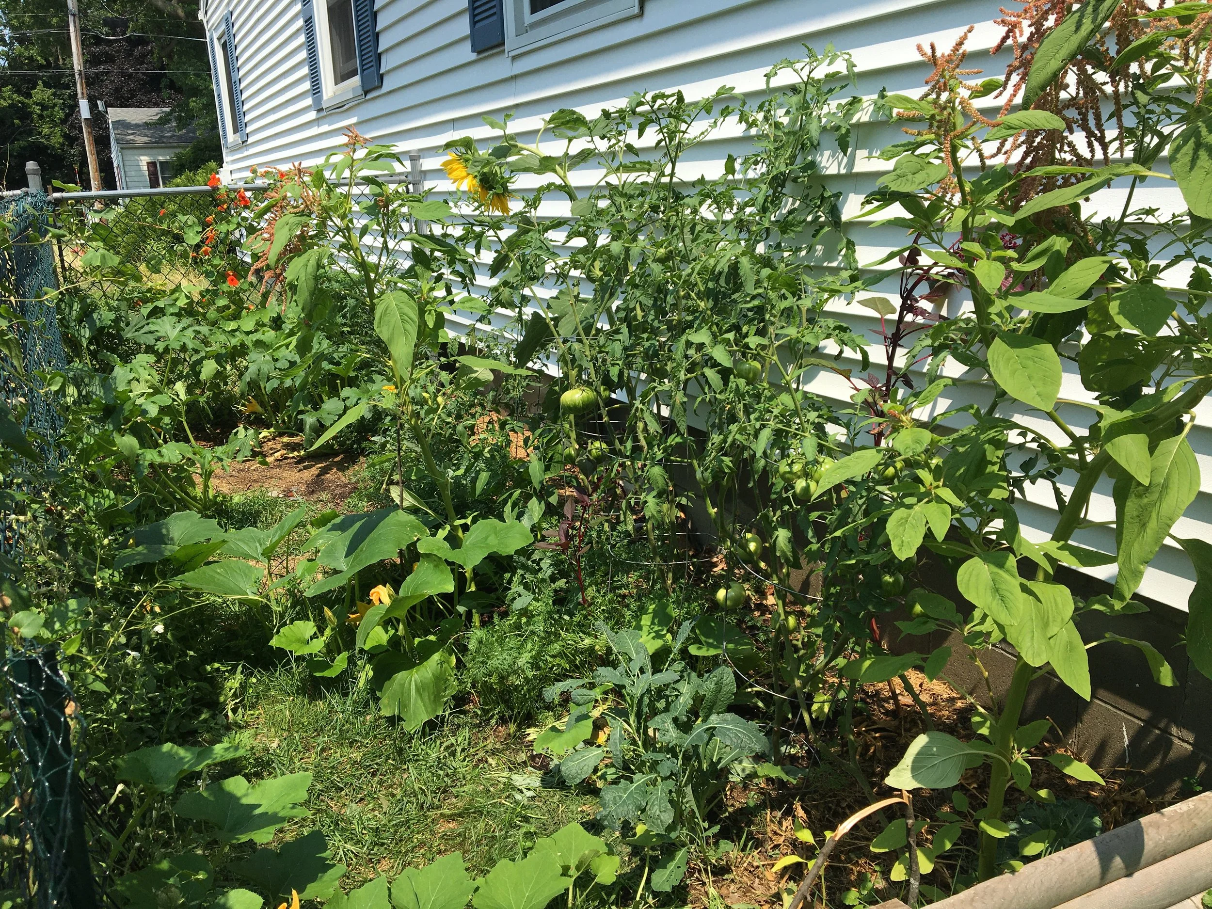 A garden with various vegetable plants, including tomato plants with green tomatoes, pumpkin plants, and other herbs, next to a white house with blue shutters.