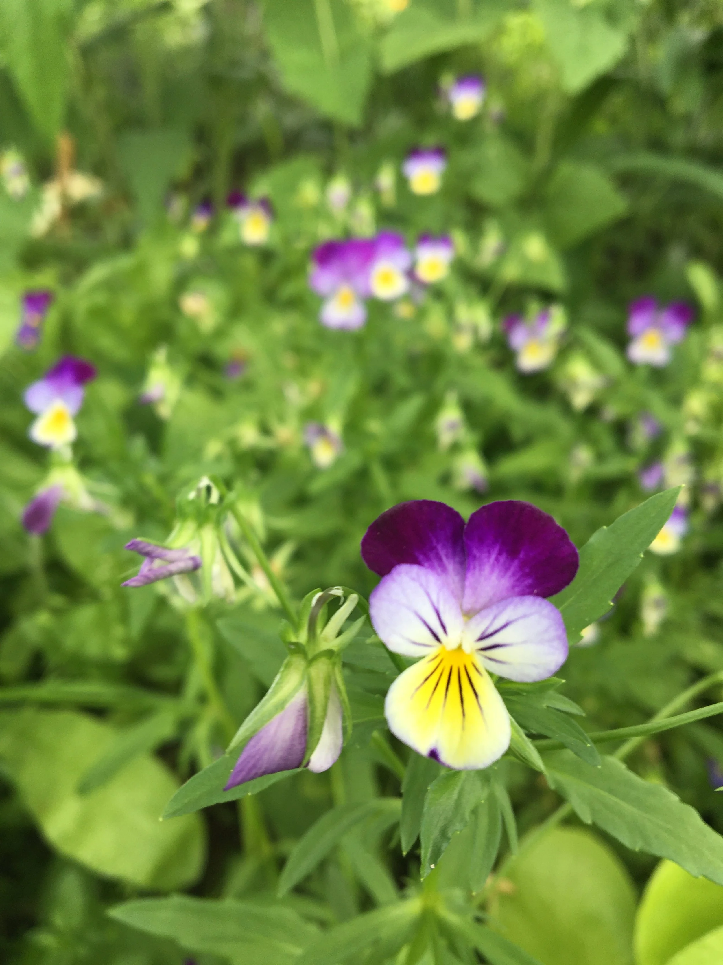 Close-up of a colorful pansy flower with purple, yellow, and white petals, surrounded by greenery and other blurred pansy flowers in the background.