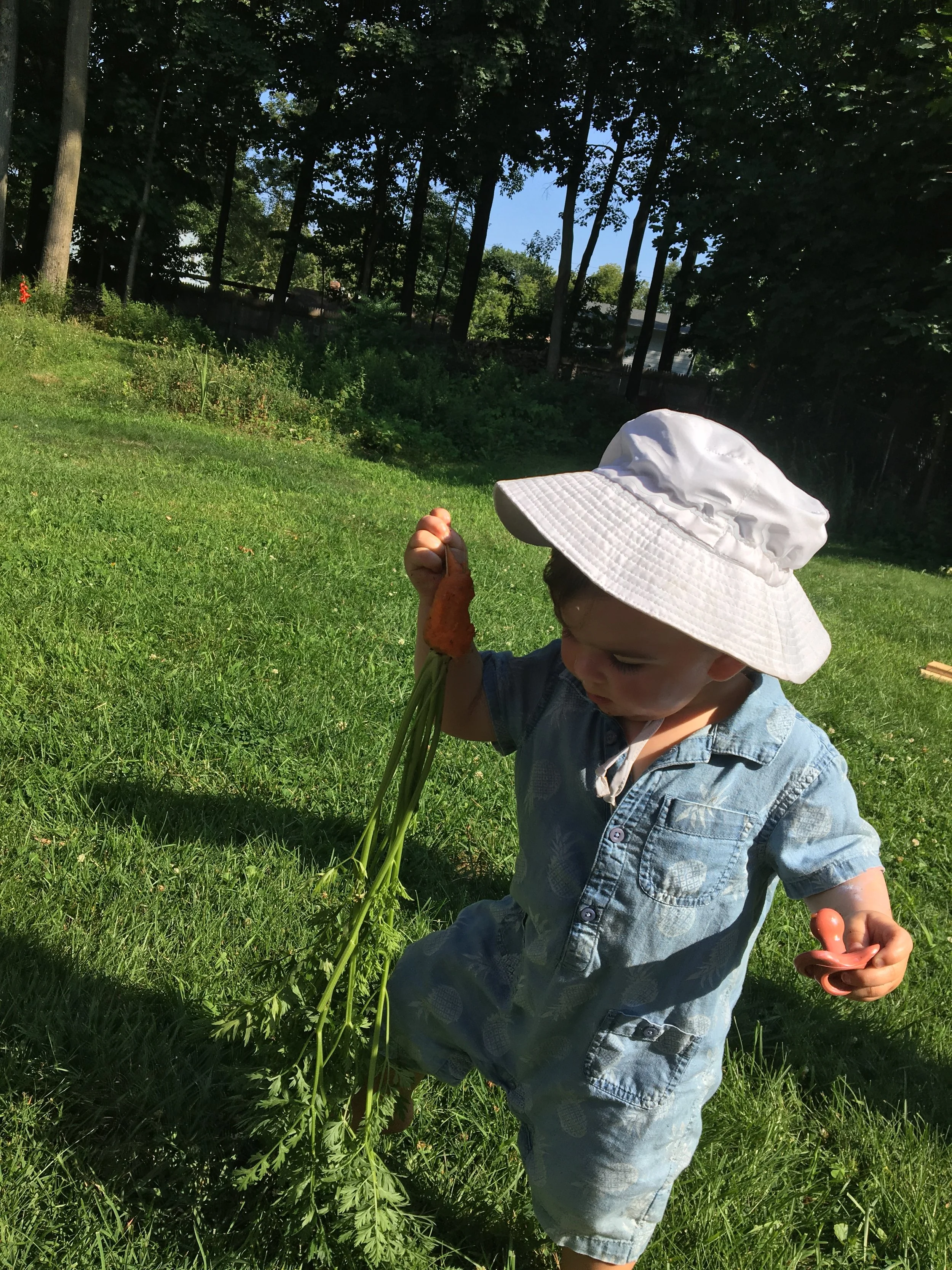 Young child wearing a white sun hat and denim outfit holding a large, freshly picked carrot in a grassy backyard with trees in the background.