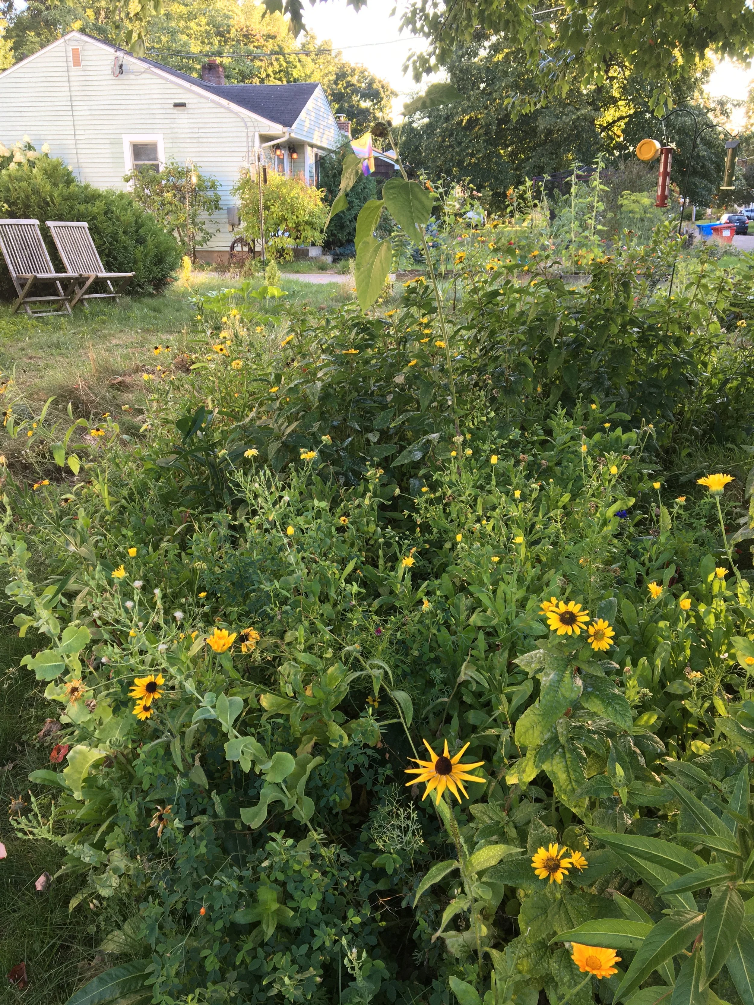 A lush garden with numerous yellow flowers and green foliage, located in front of a house with light-colored siding and a dark roof. There are outdoor benches on the left and a wind chime hanging on the right, with trees in the background during even