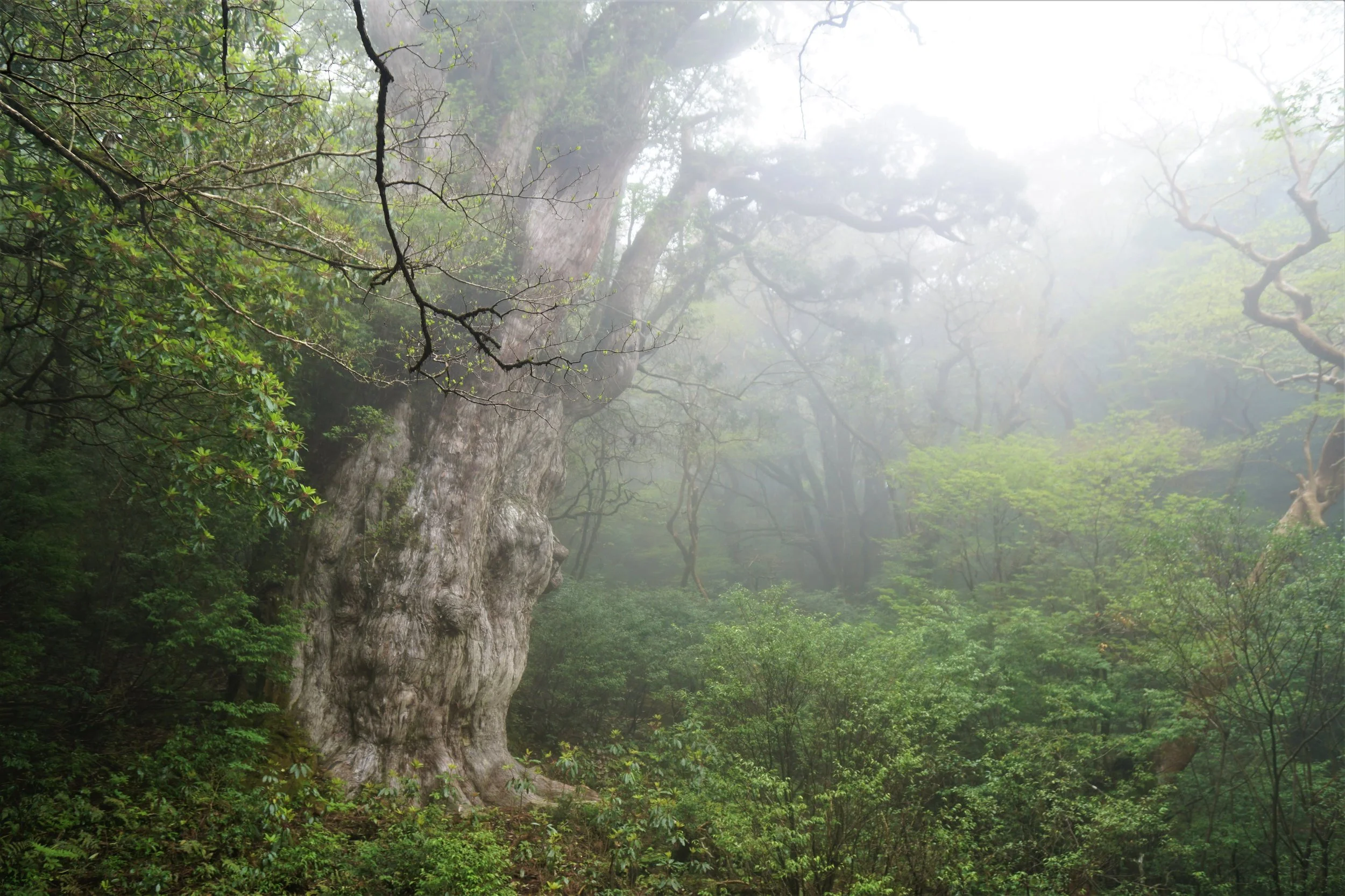 heritage forest