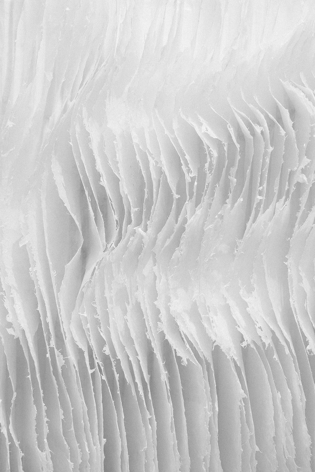 Kandis Susol - Murmuration 