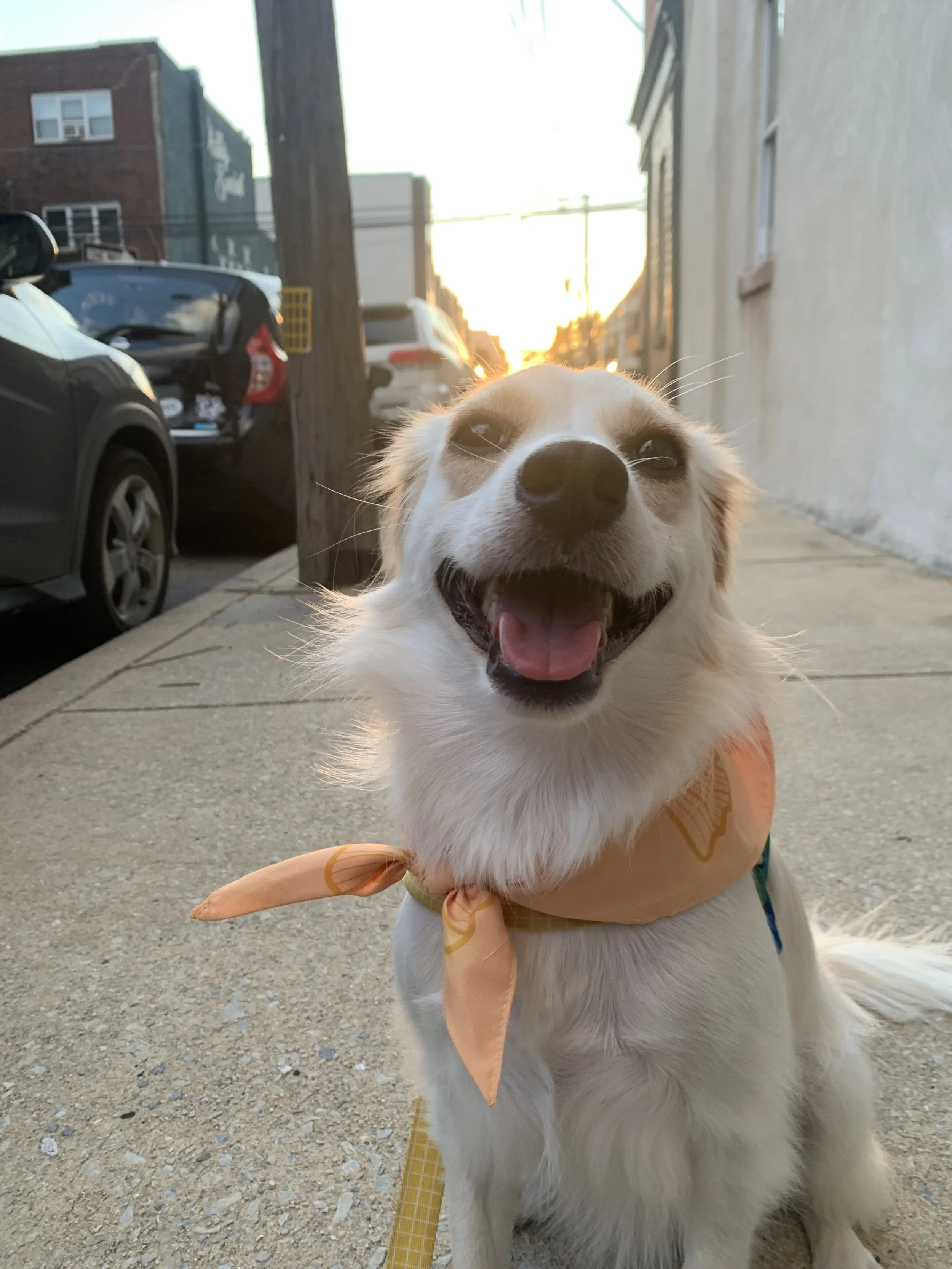 A happy, smiling dog with a tan bandana sitting on a sidewalk in an urban setting during sunset.