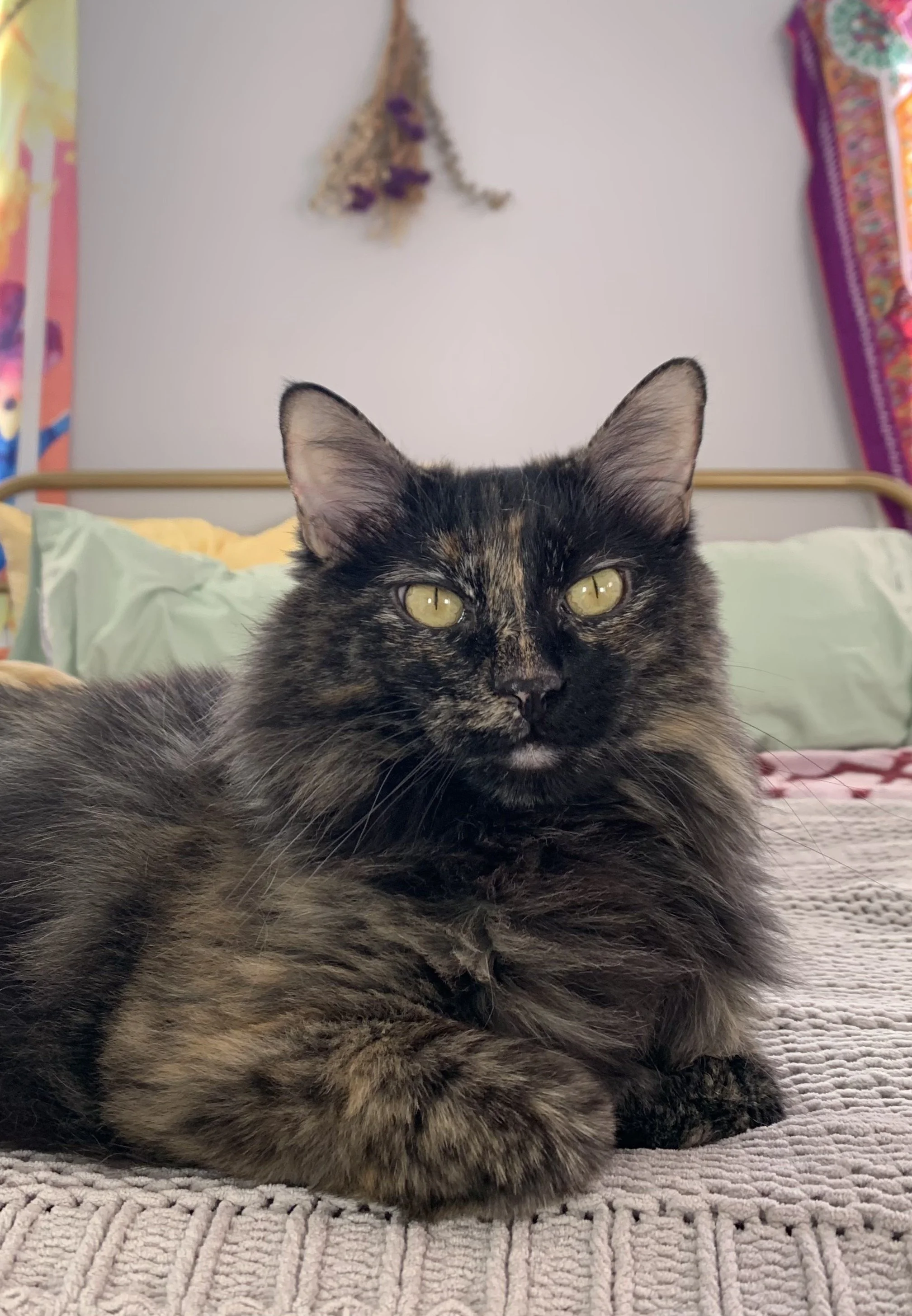 A tortoiseshell cat with yellow eyes resting on a bed with a textured beige blanket, colorful pillows, and a white wall with hanging decorations in the background.