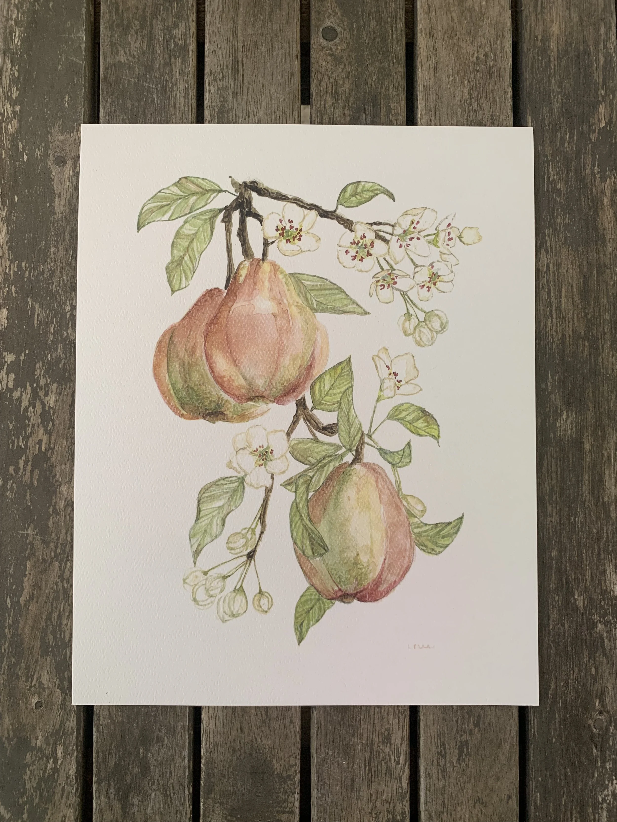 Vintage Style Watercolor Florals & Fruits