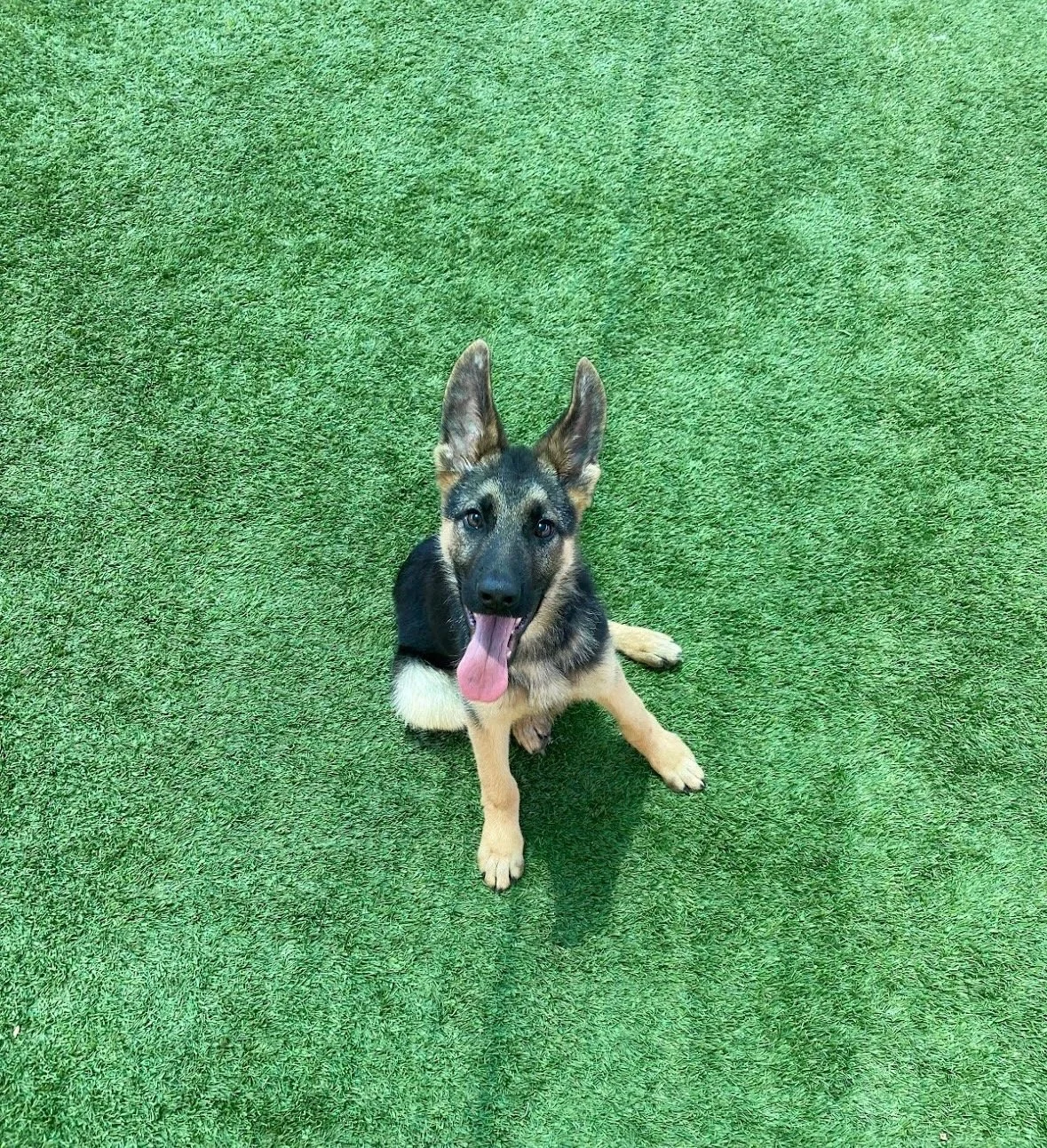 Ultimate Canine Program