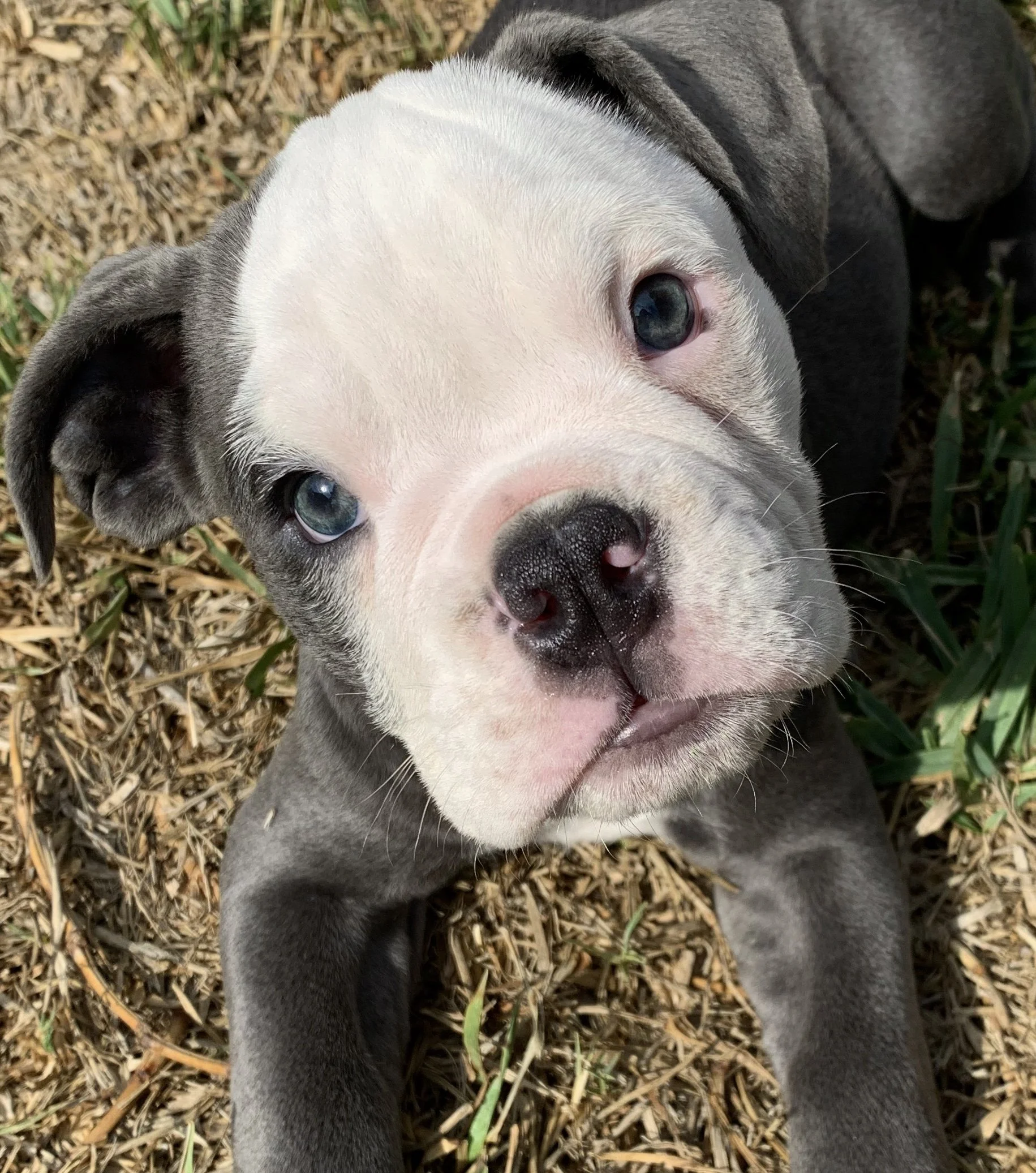 Olde English Bulldog puppy